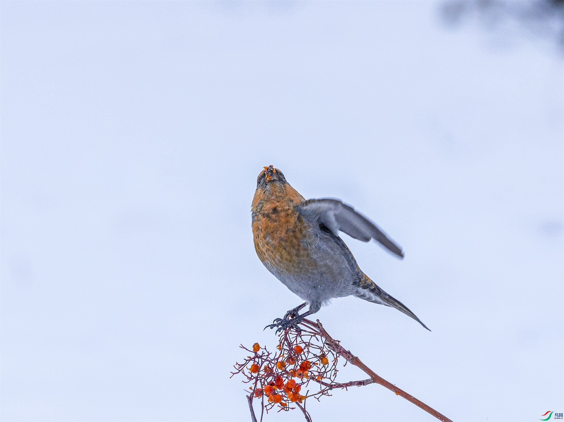 1K3A3171 ����1.jpg