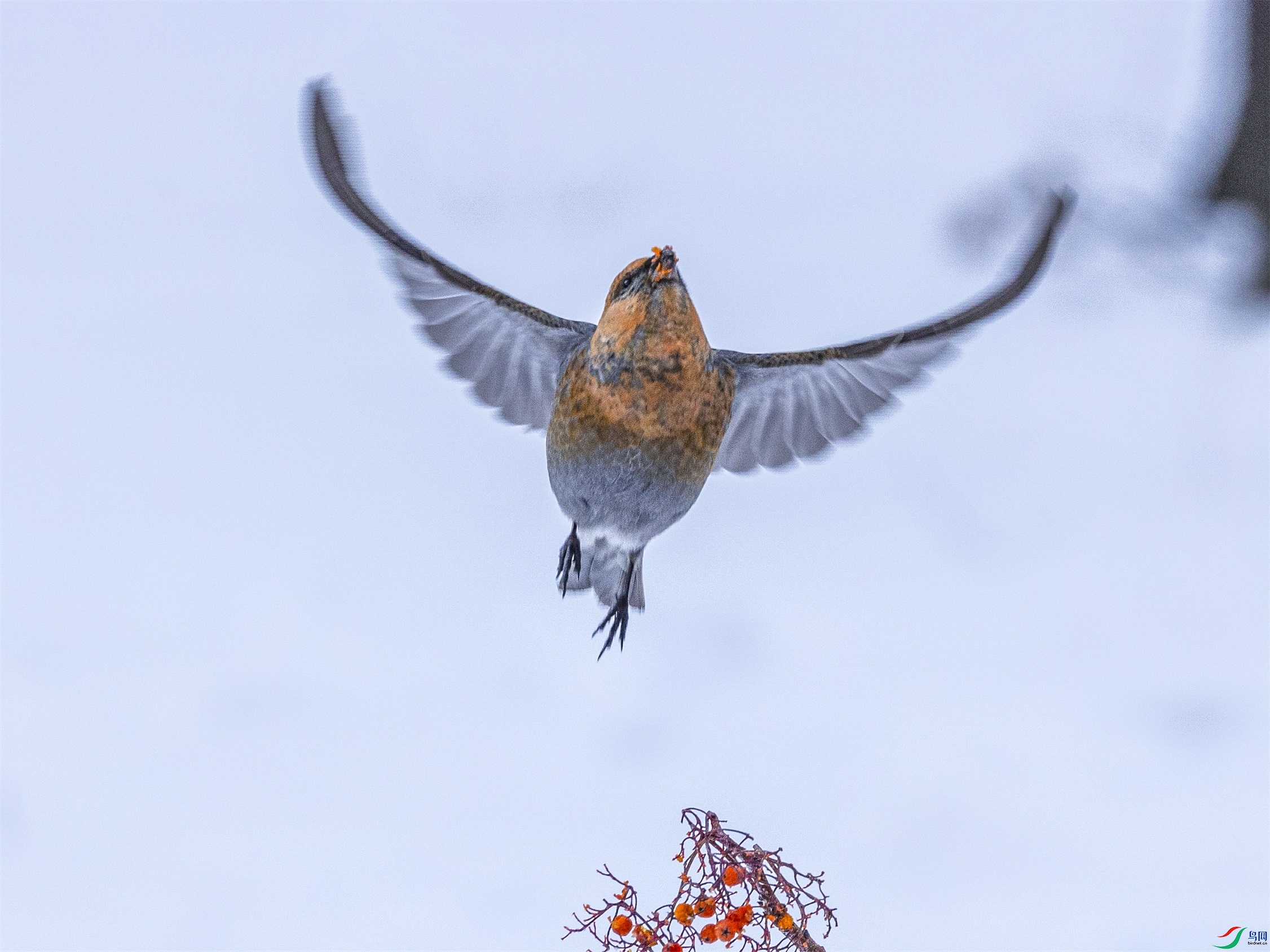 1K3A3174 ����1.jpg