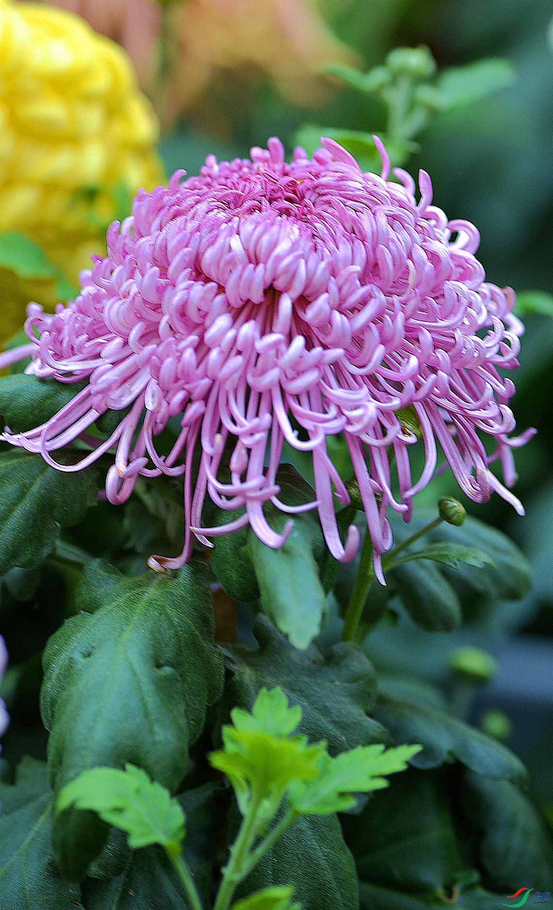 DSC_2854.JPG