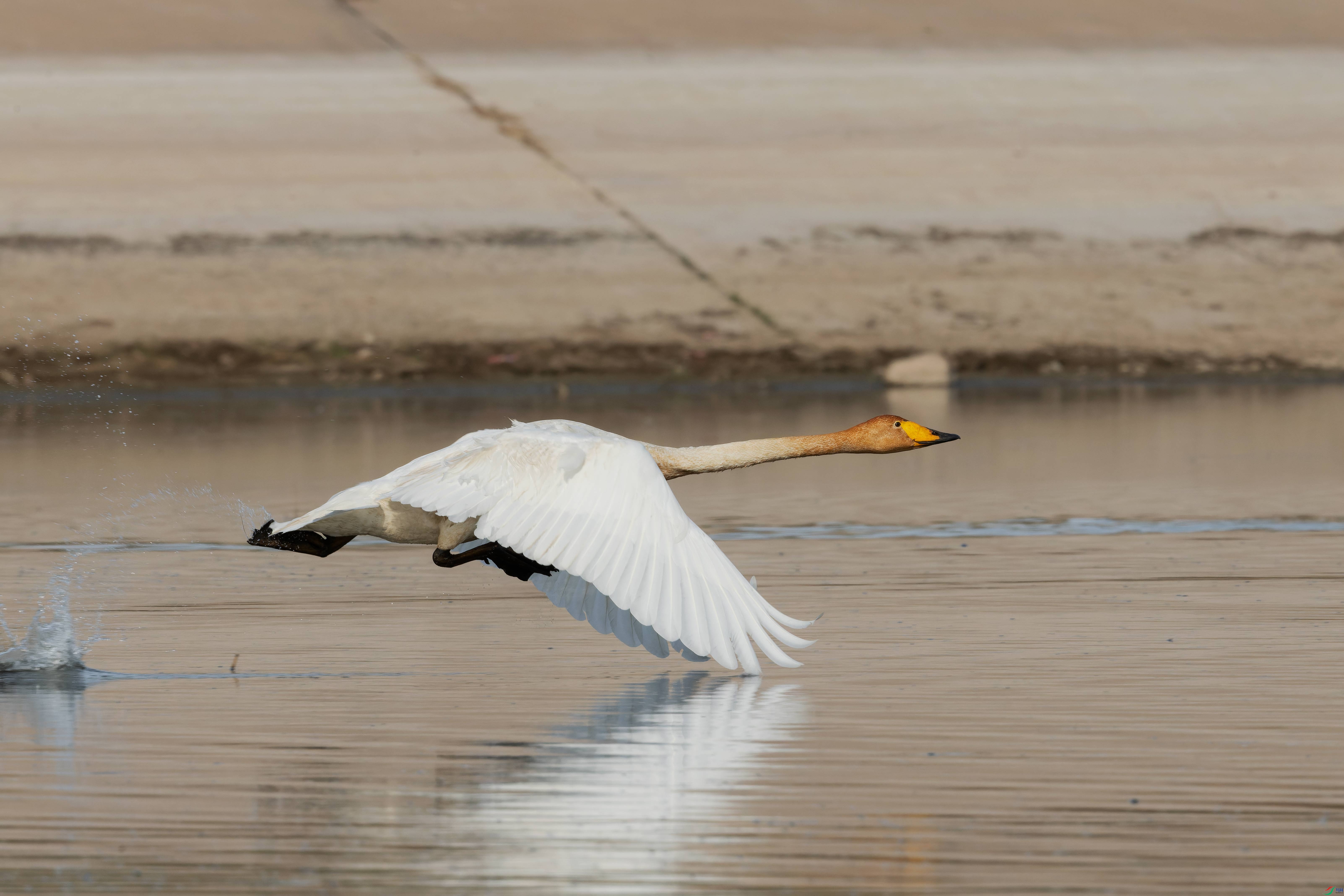 DSC_9734.jpg