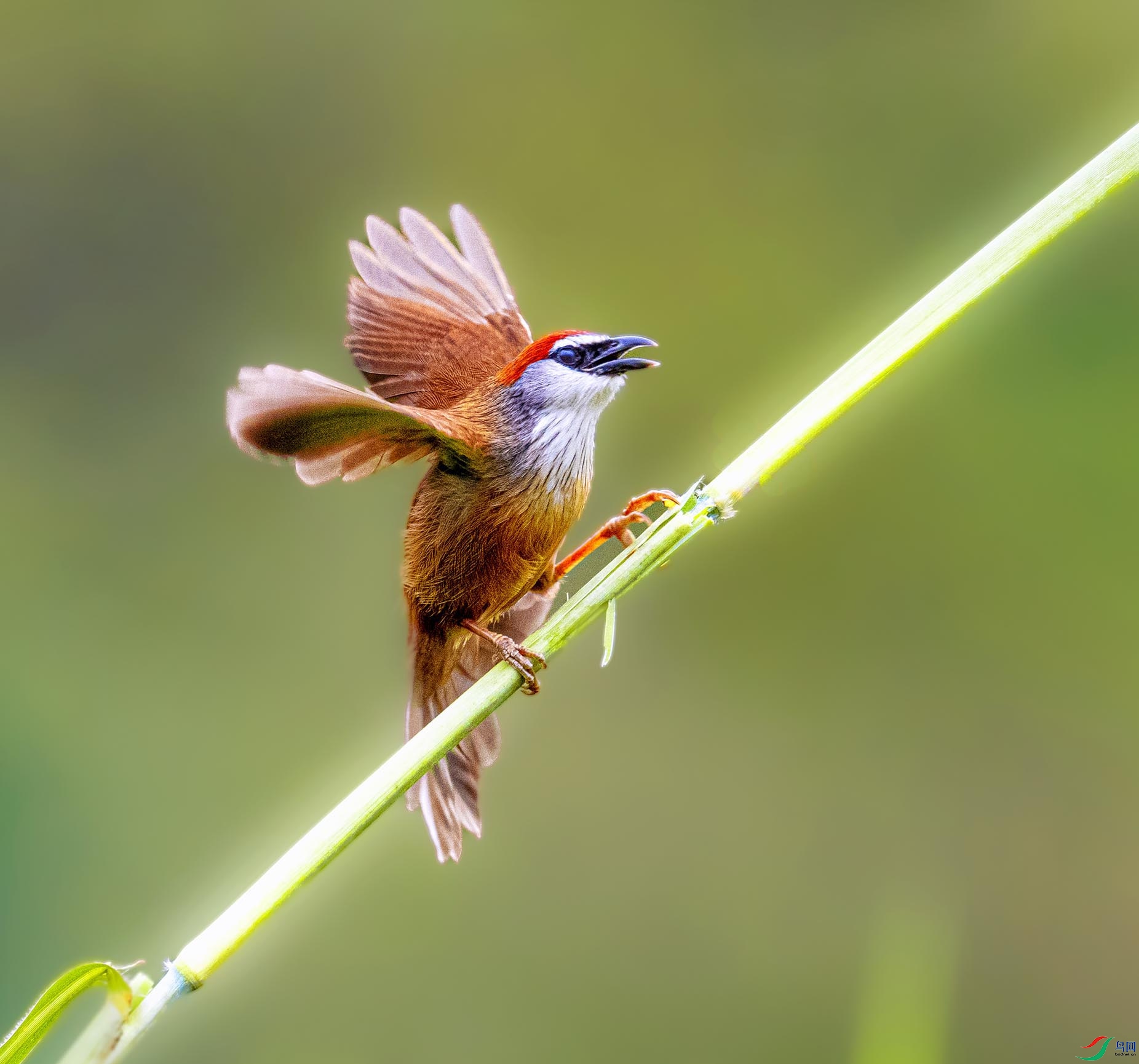 ��ȸ����֦ͷ