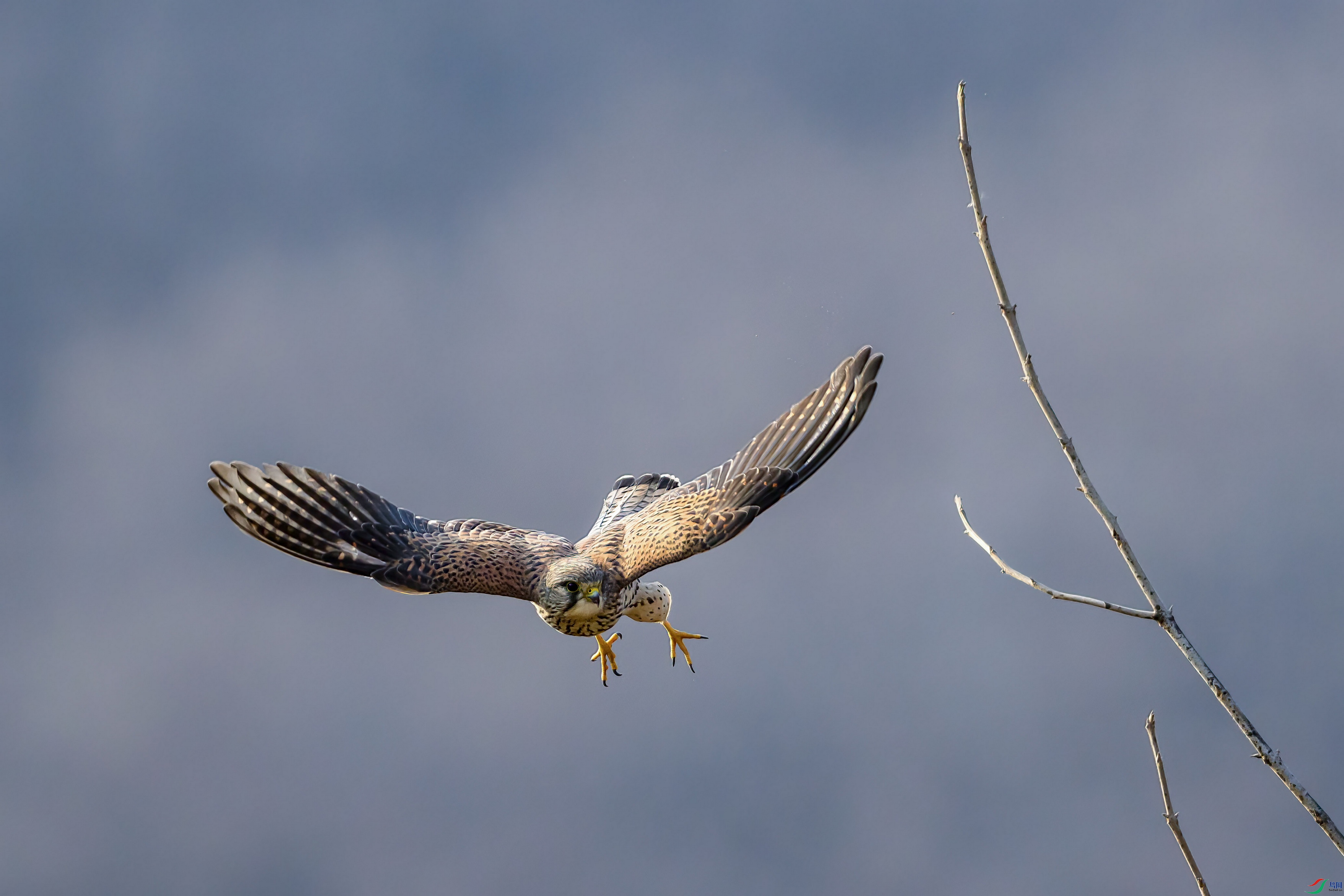 DSC_2012 ����F01.jpg