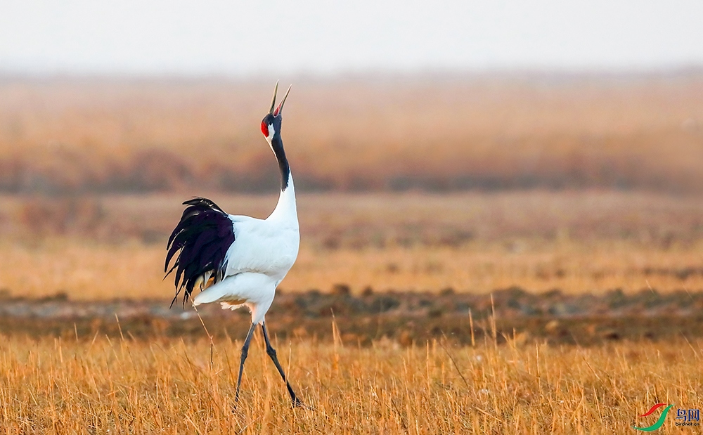 ������ (5).jpg