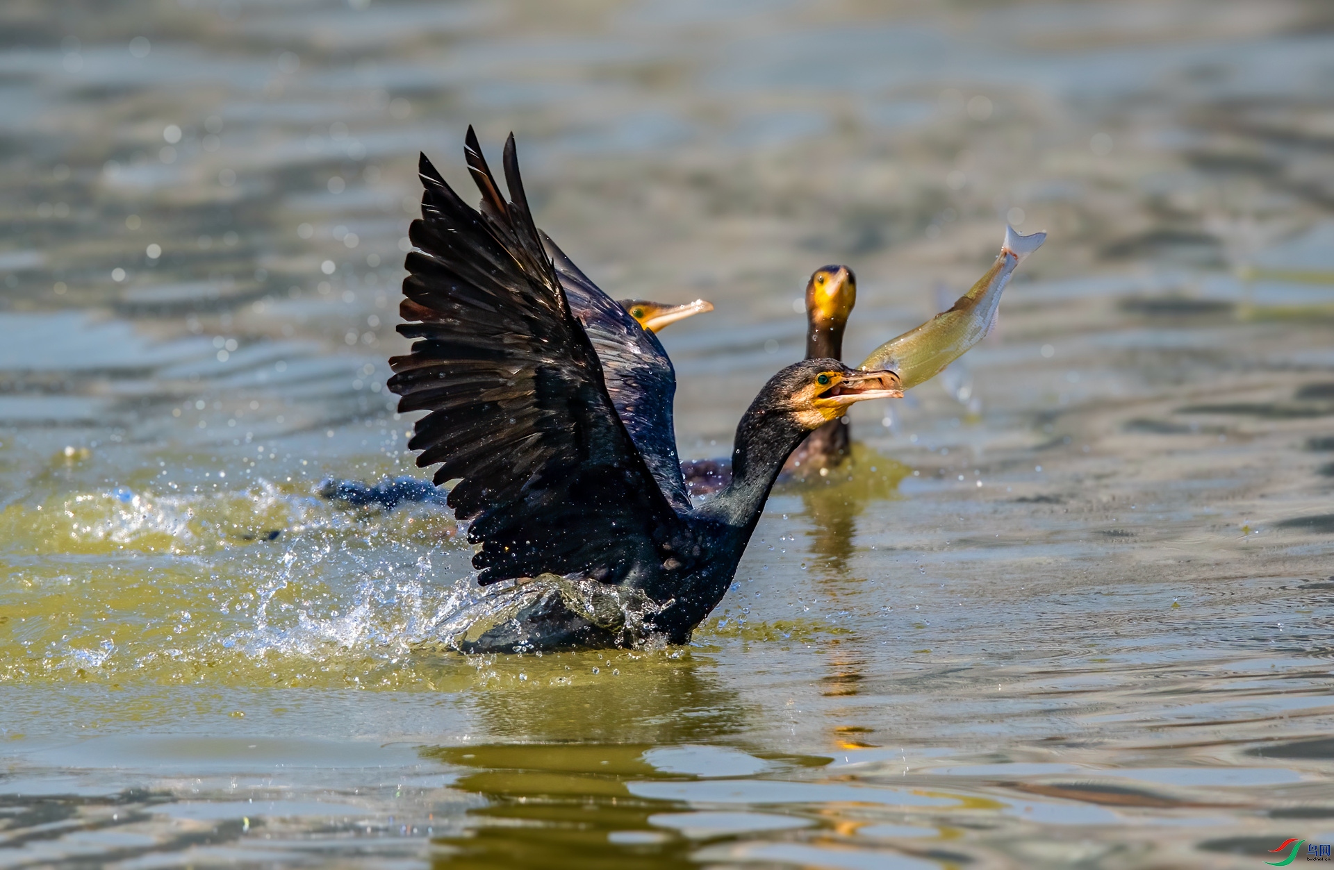 DSC_7501 ����_����.jpg