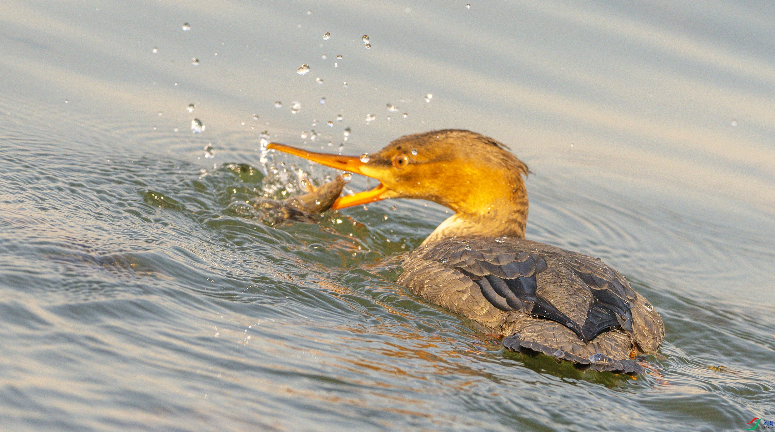 0017 ����.jpg