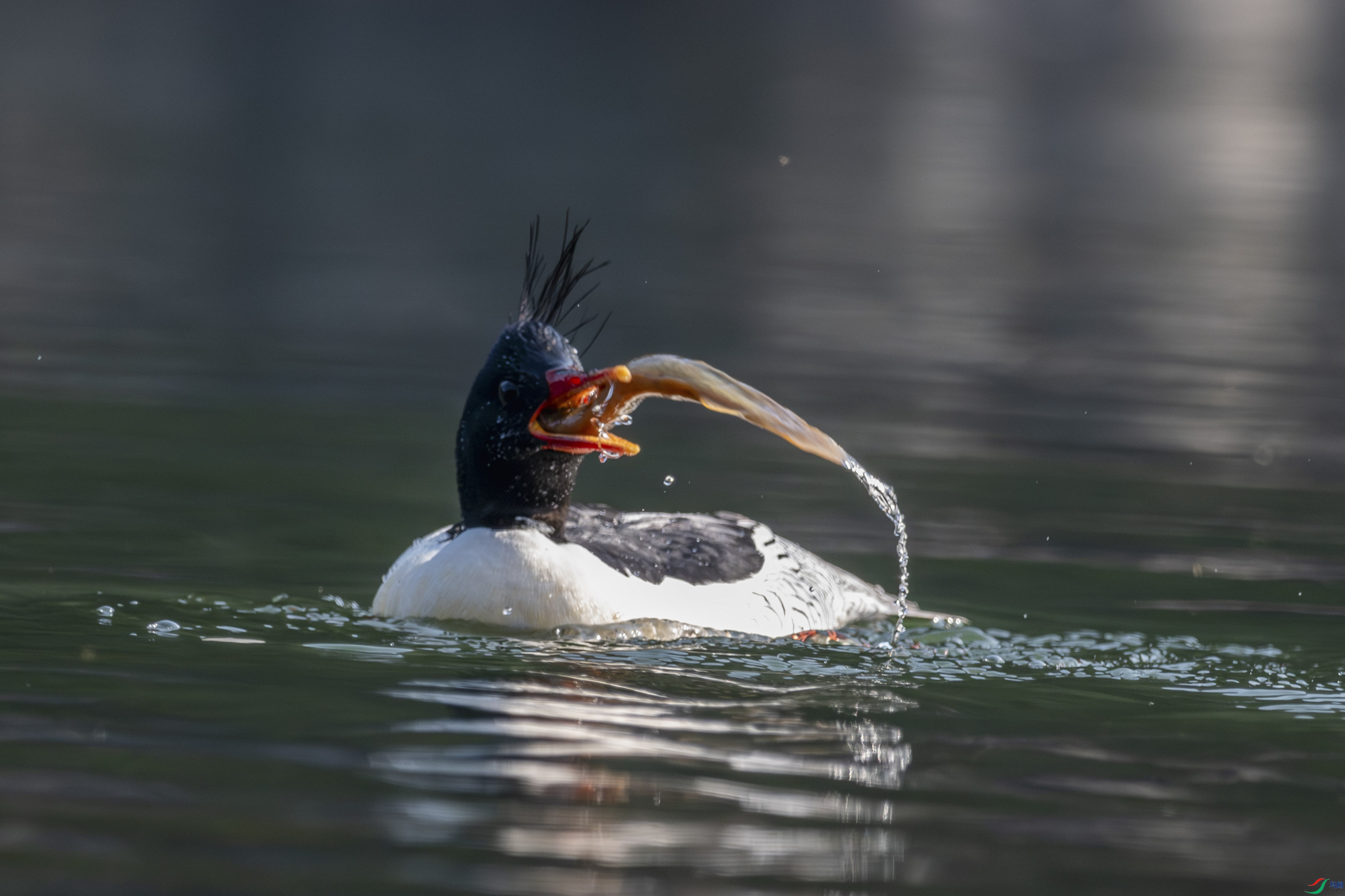 DSC_6241_1.JPG