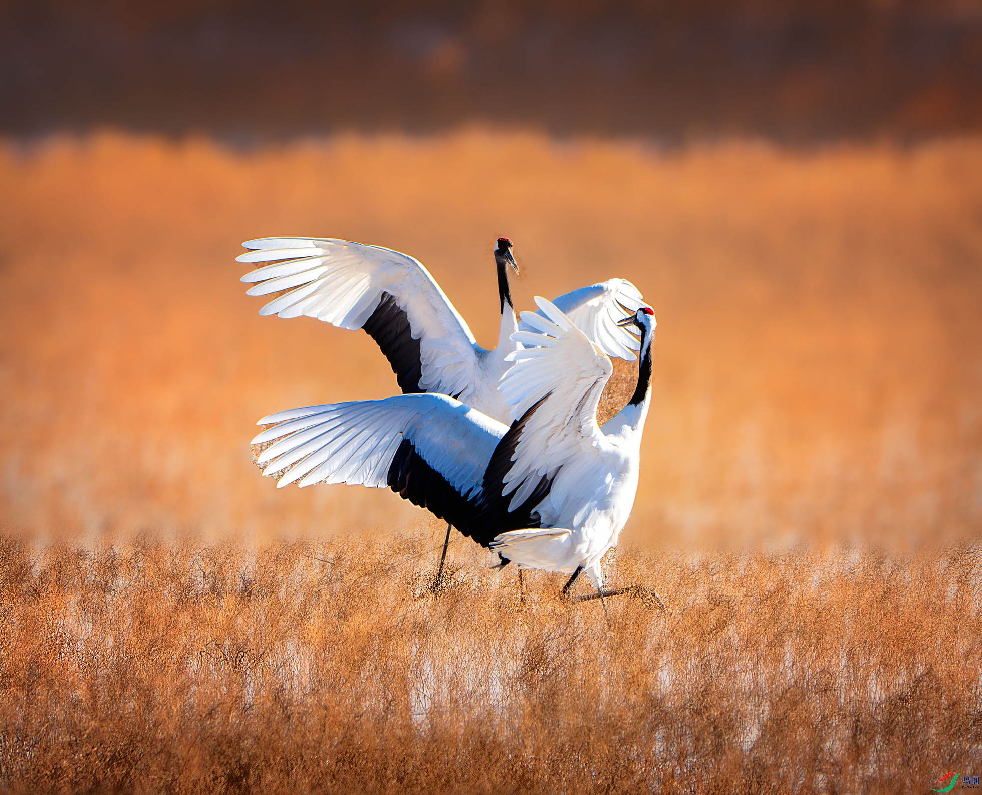 _DSC9164-����ǿ-NR ����.jpg