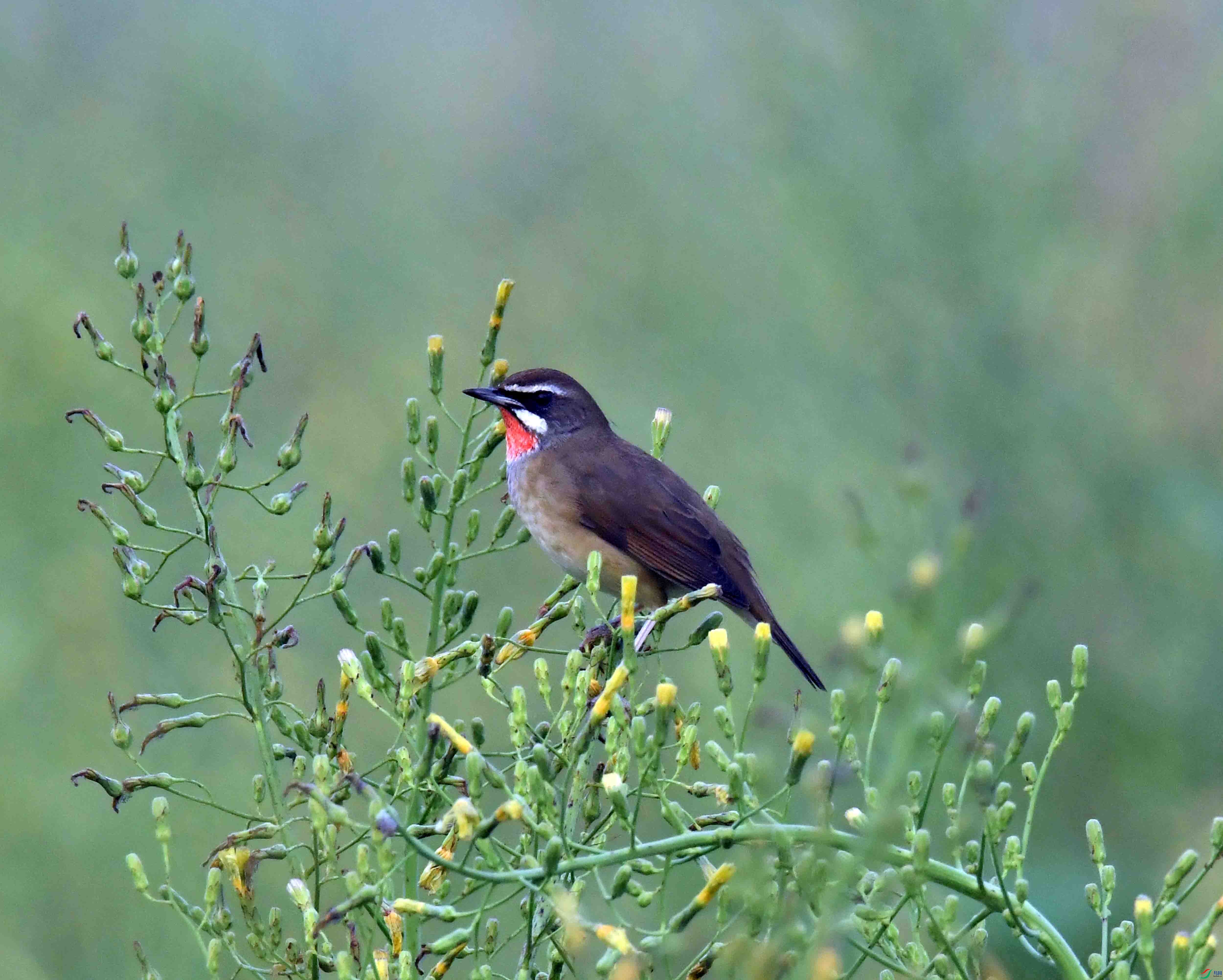 DSC_2768.JPG