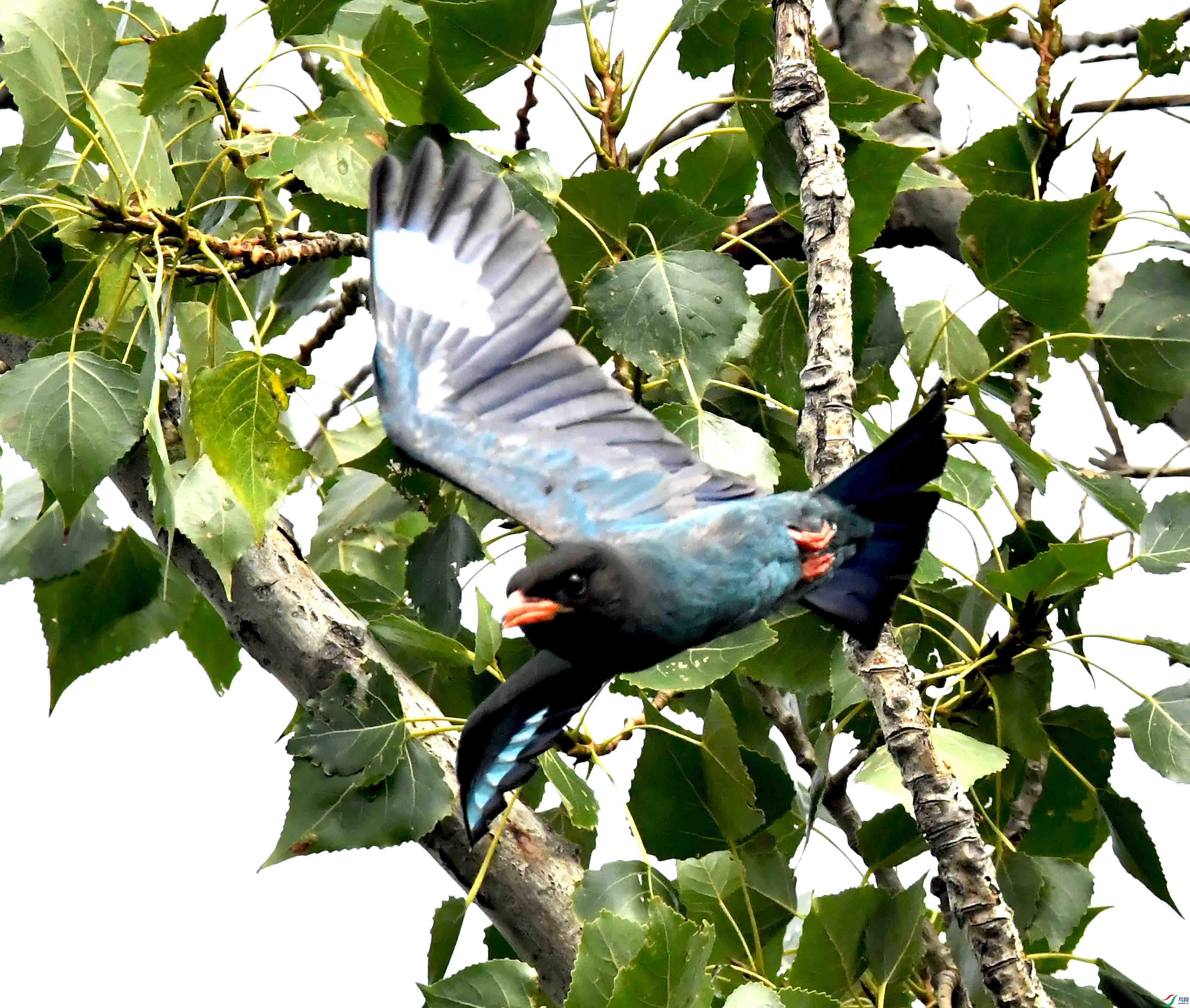 DSC_3020.JPG
