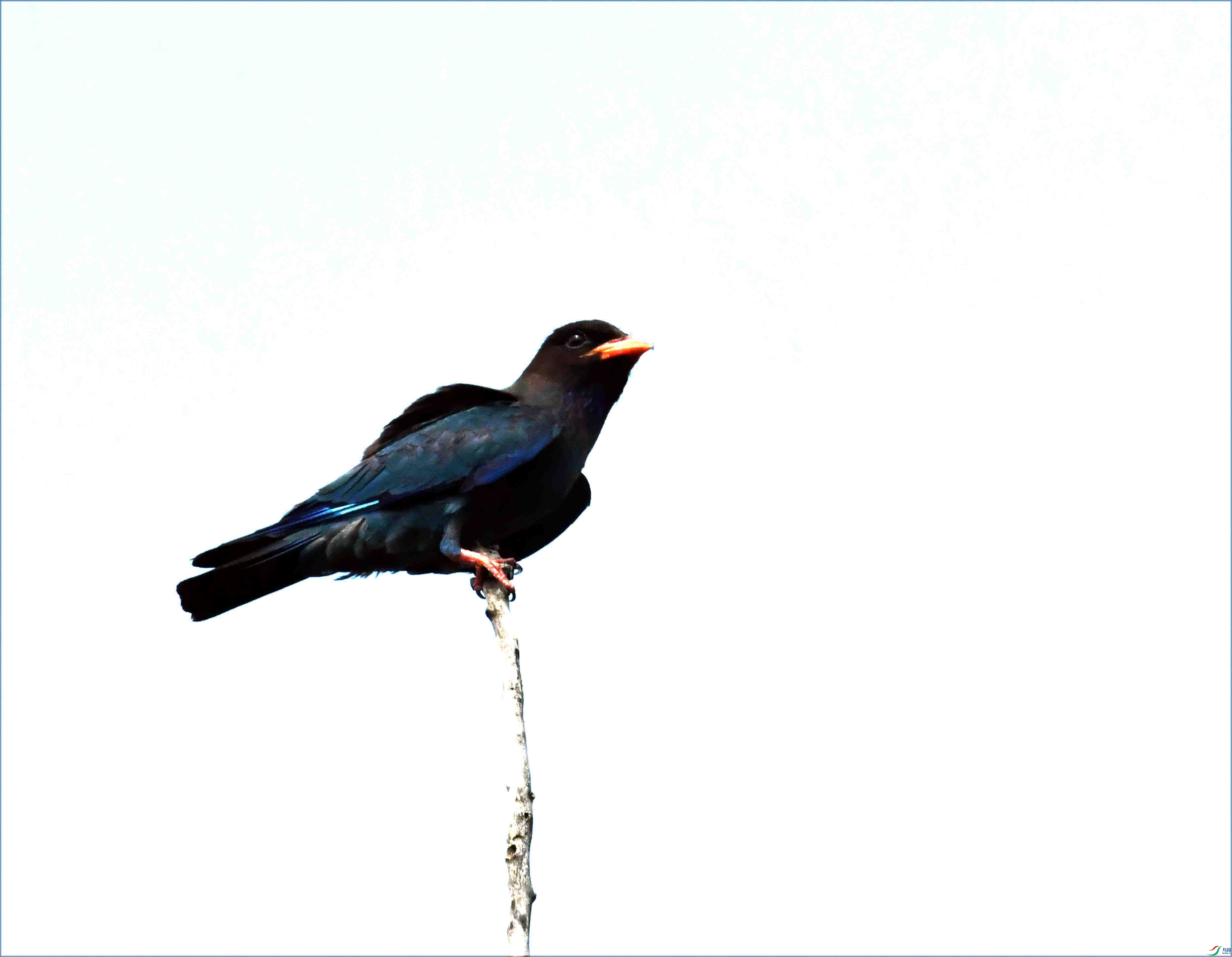 DSC_4132.JPG