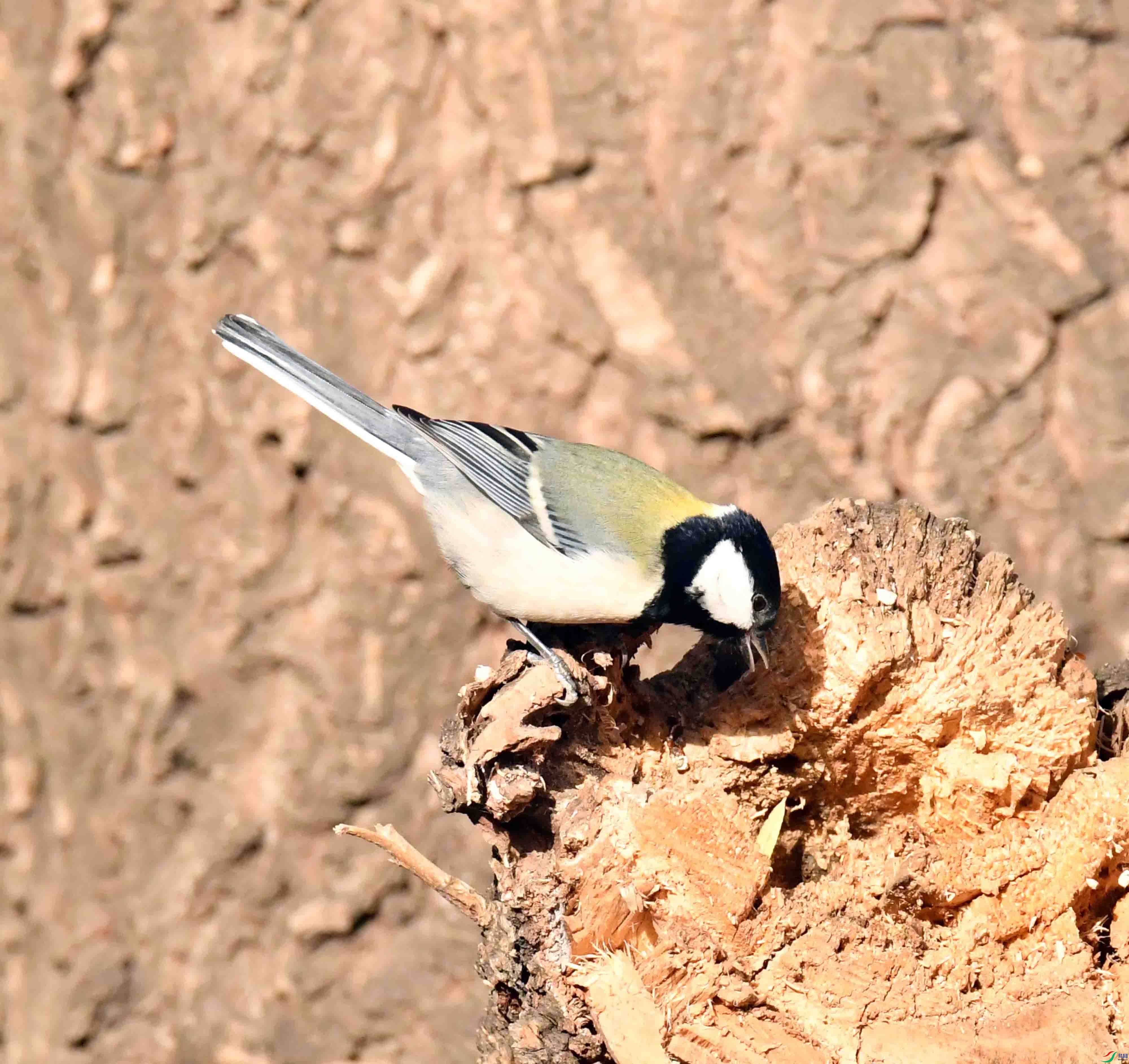 DSC_9824.JPG