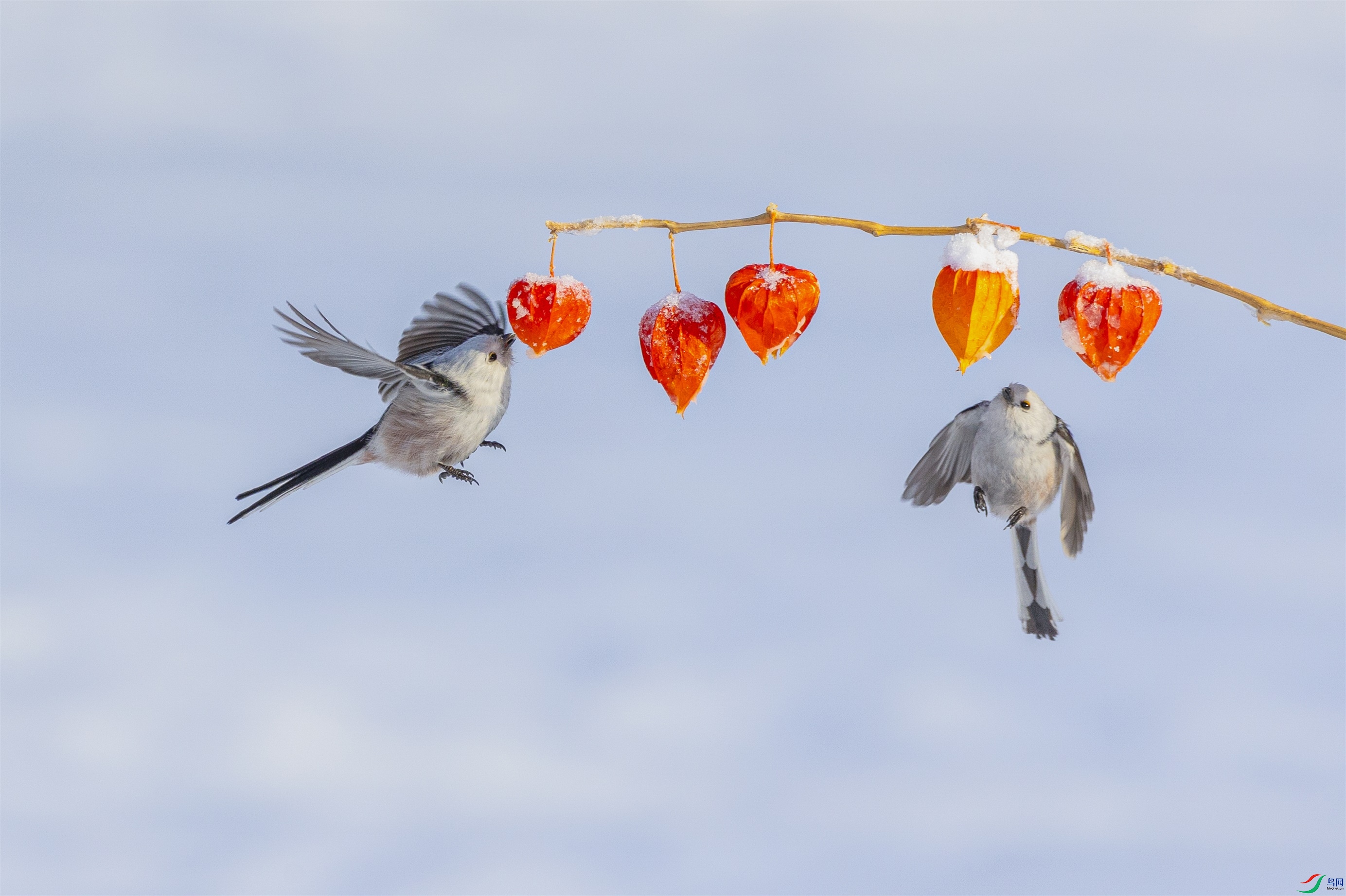 1K3A4560 ����1.jpg