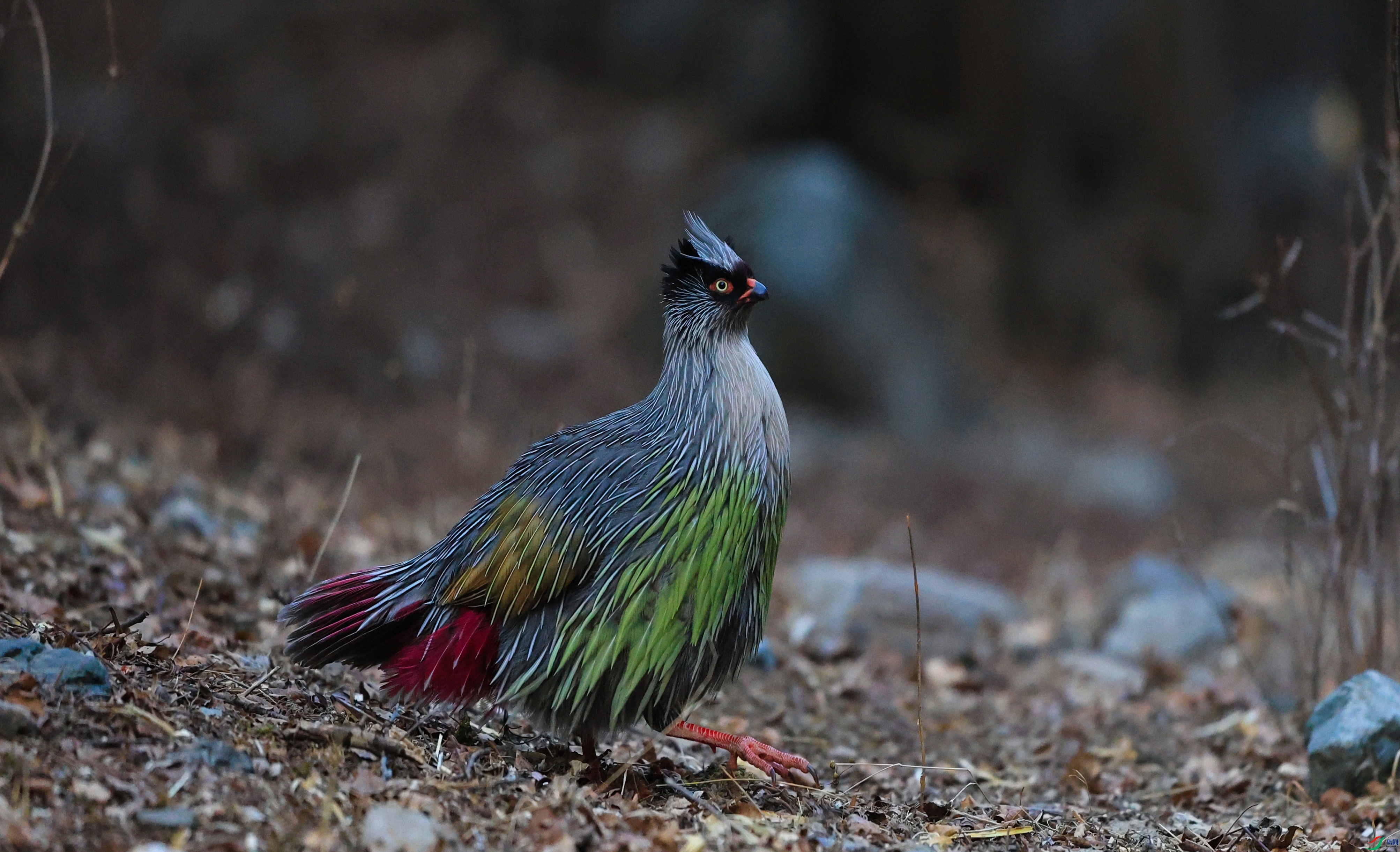 7X5A2344 - ����.JPG