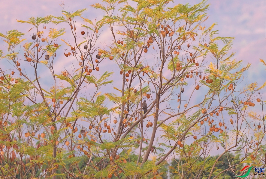 525A0246B.JPG