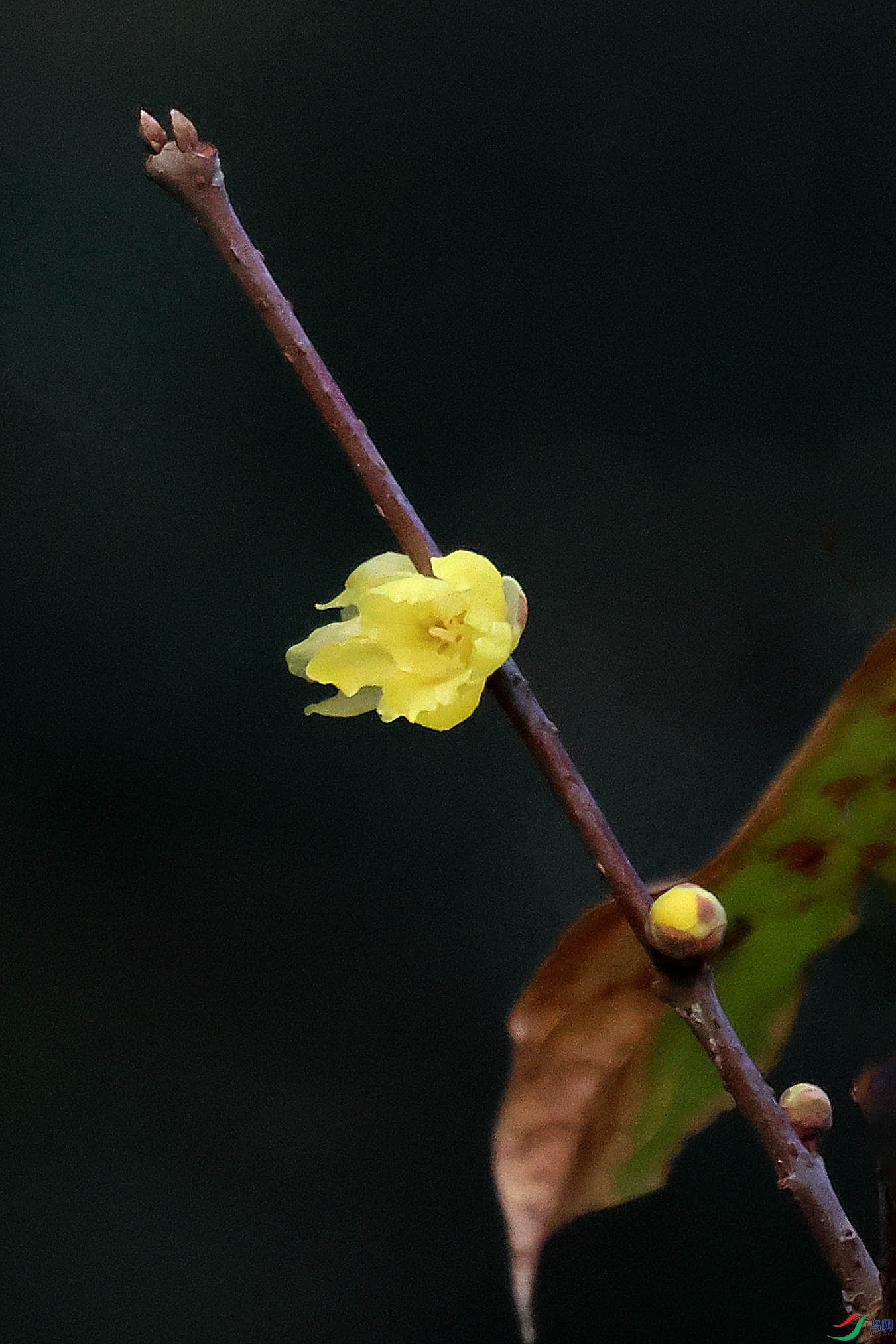 2G9A5355.JPG