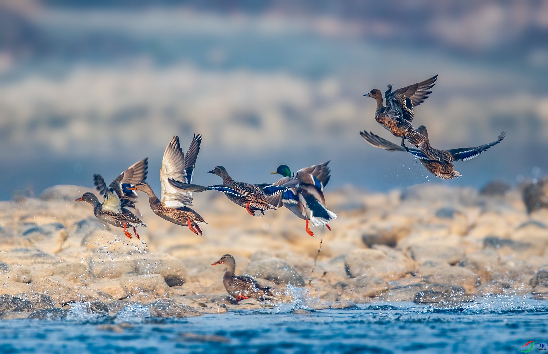 DSC_8601 ����_����.jpg