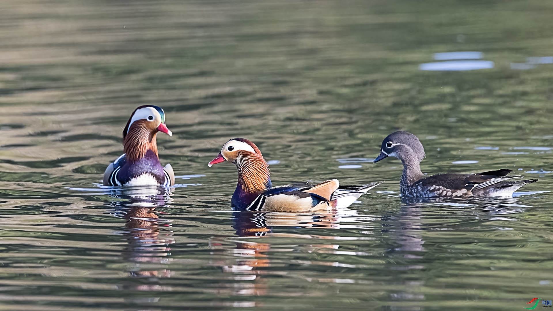 DSC_4129 ����.jpg