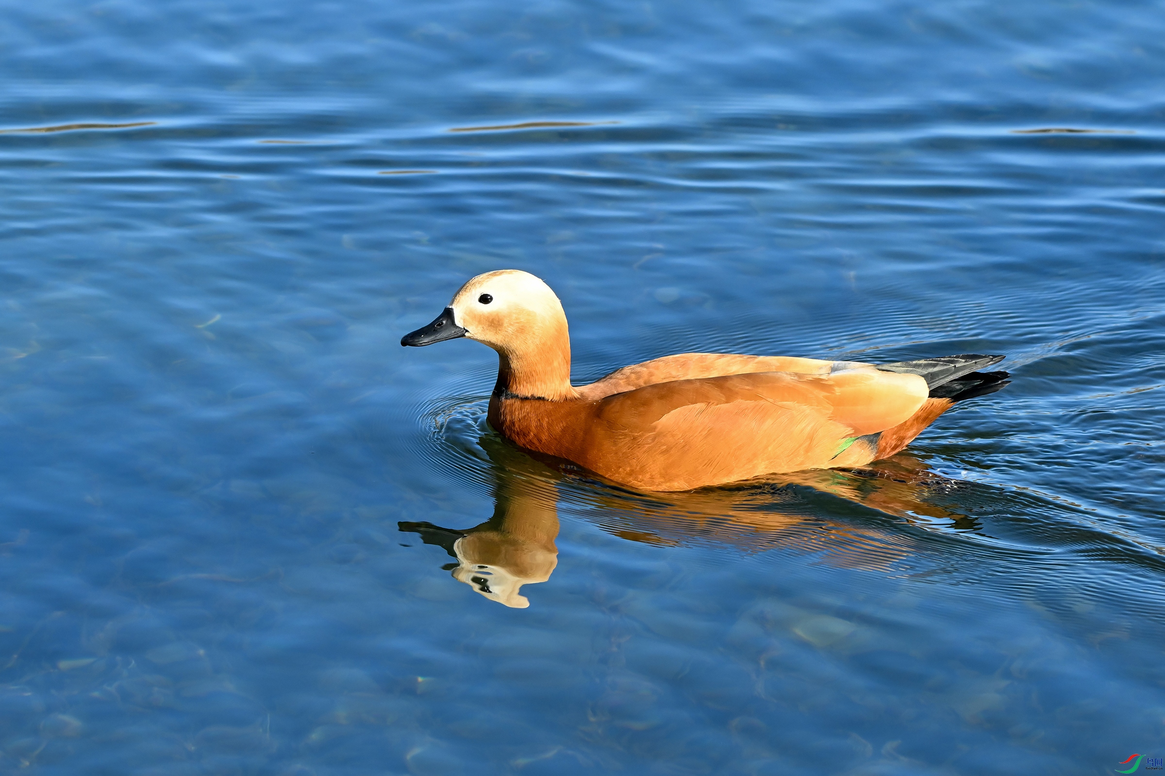 DSC_8107.jpg