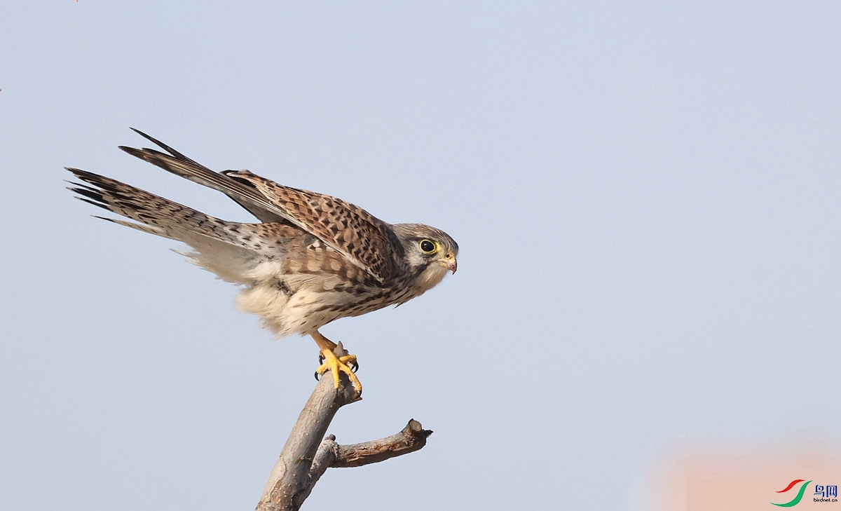 1P3A0972 - ����_����.jpg