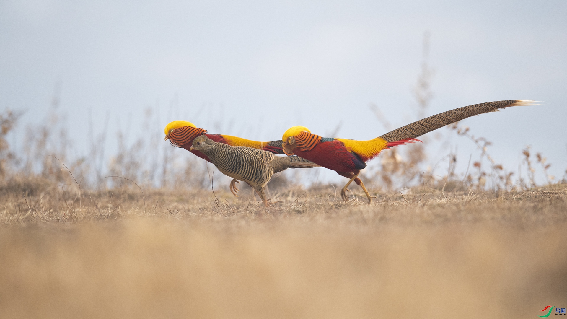 WLZ_2564 ����.jpg