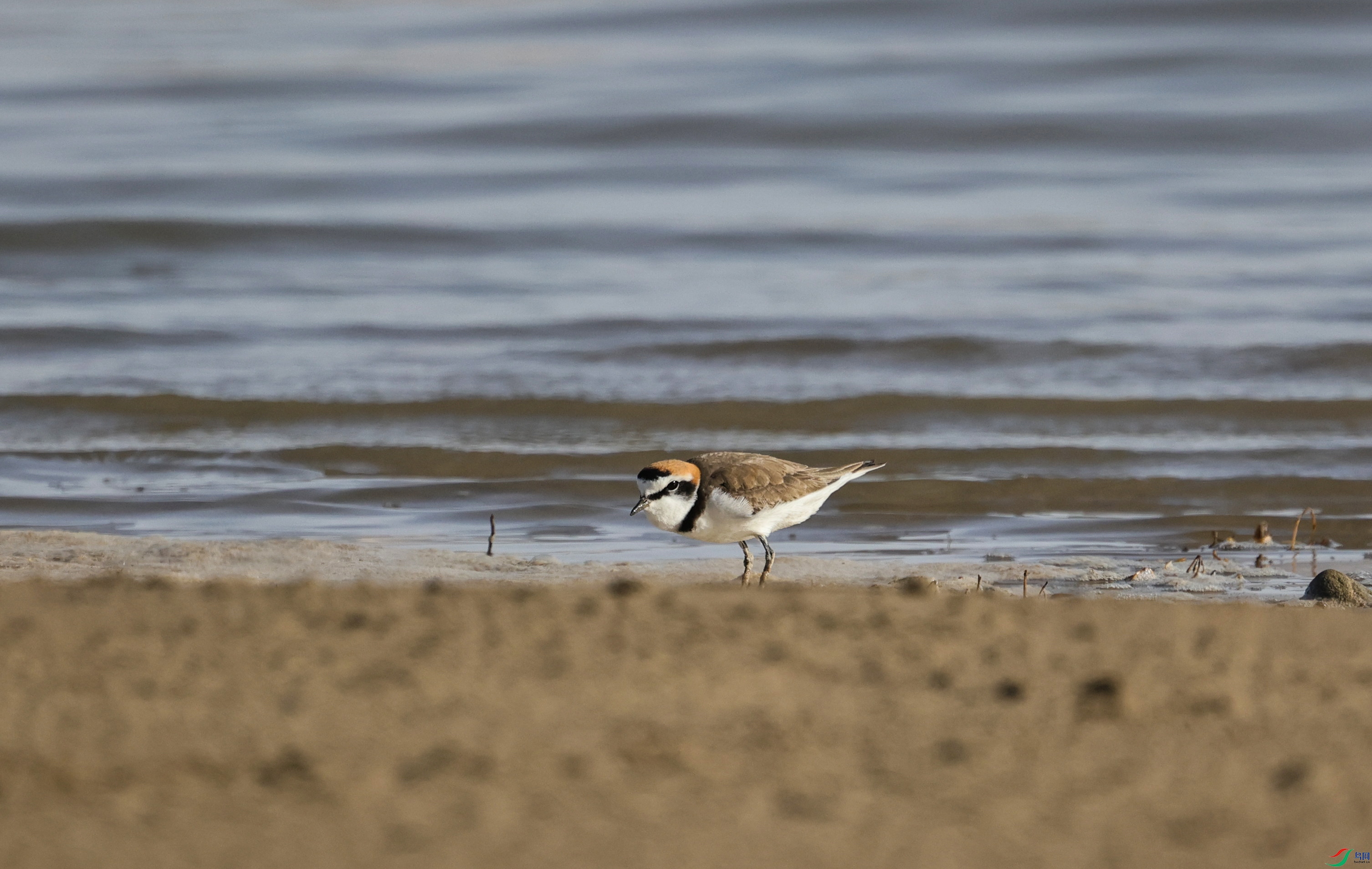 381A0015 - ����.JPG