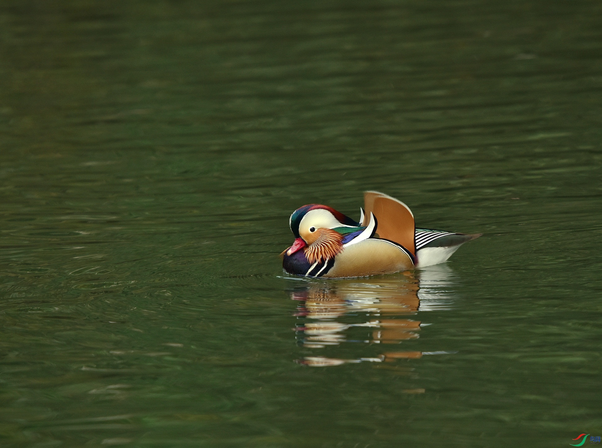 D8I_1137.jpg