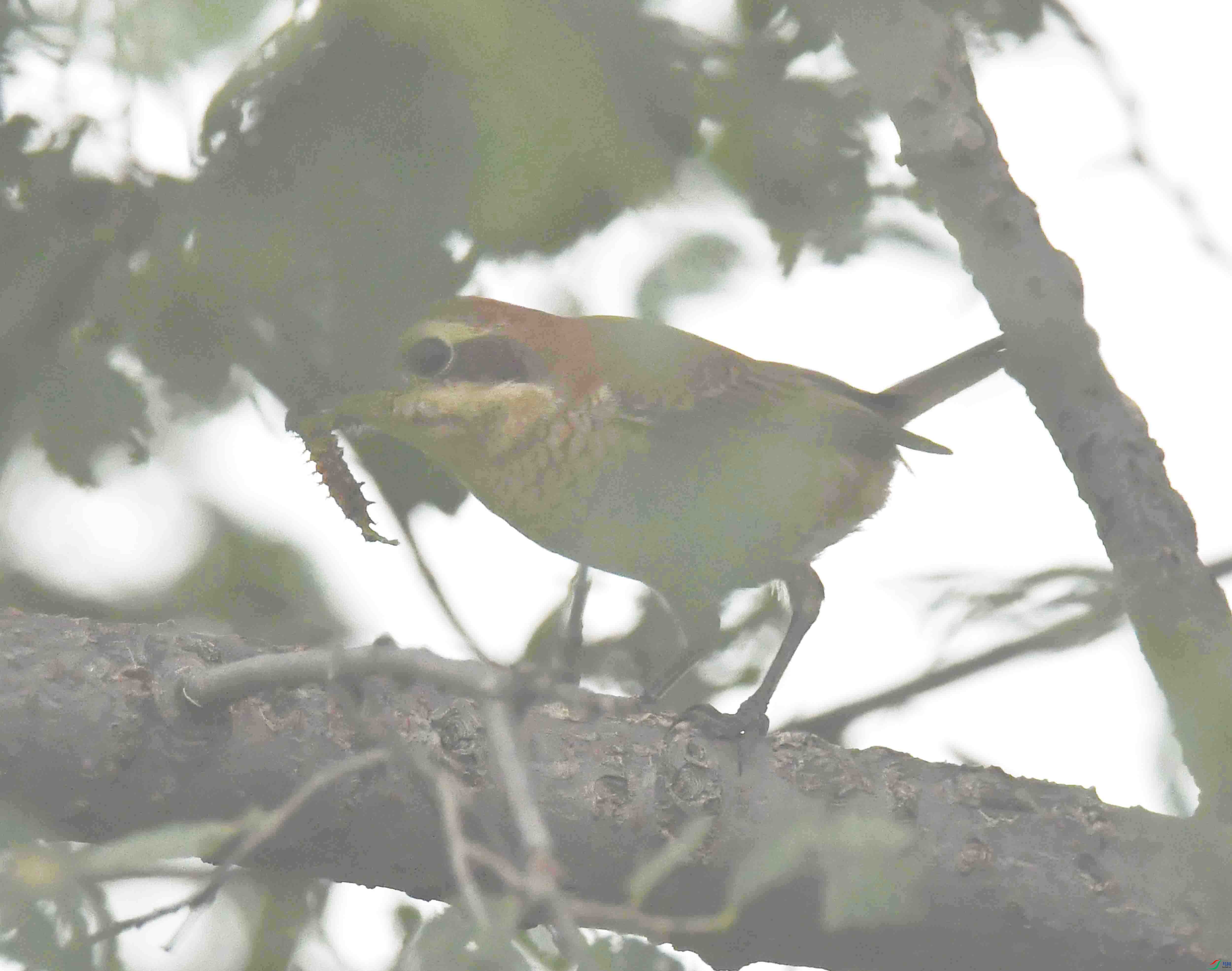 DSC_2532.JPG