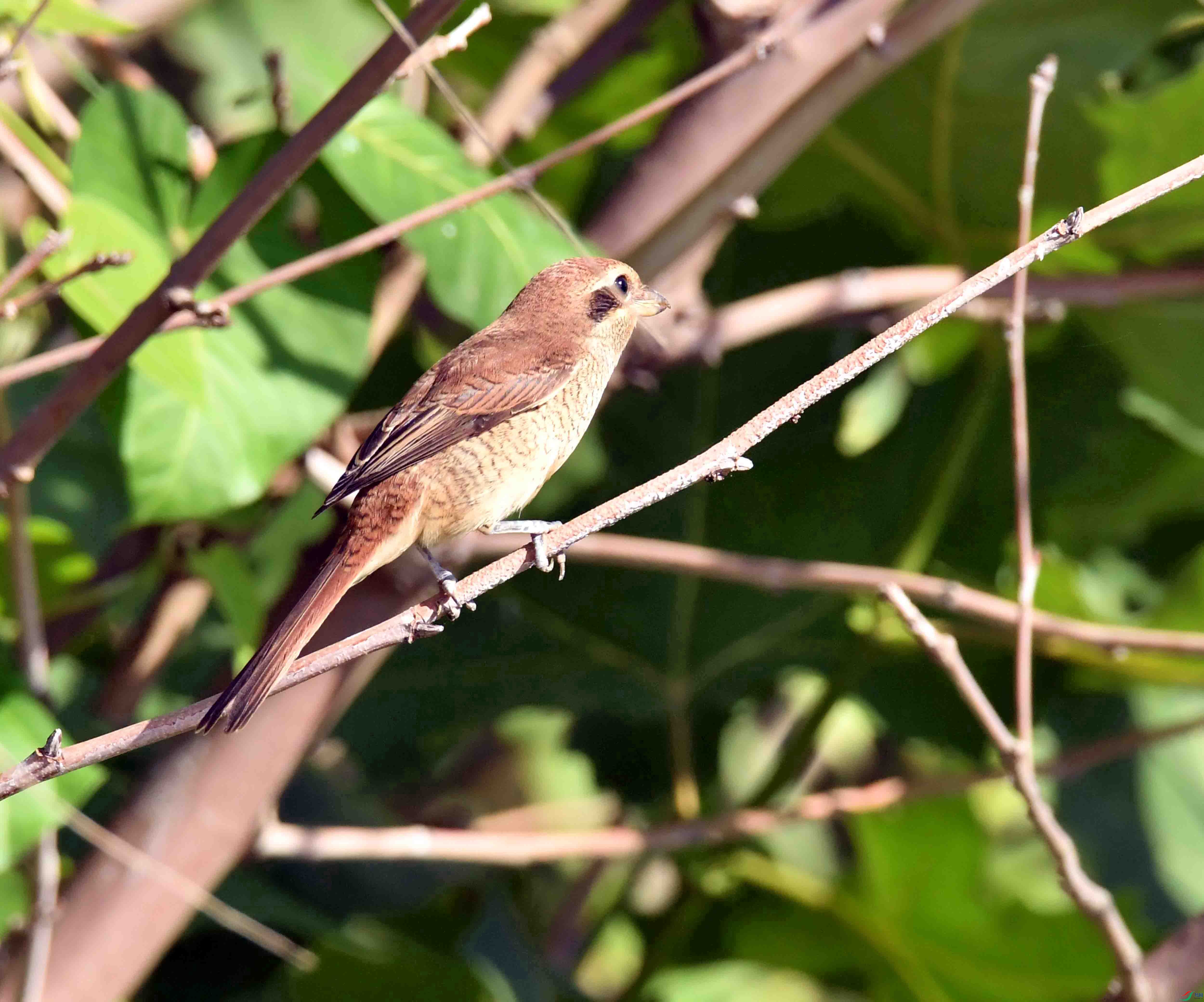 DSC_7946.JPG