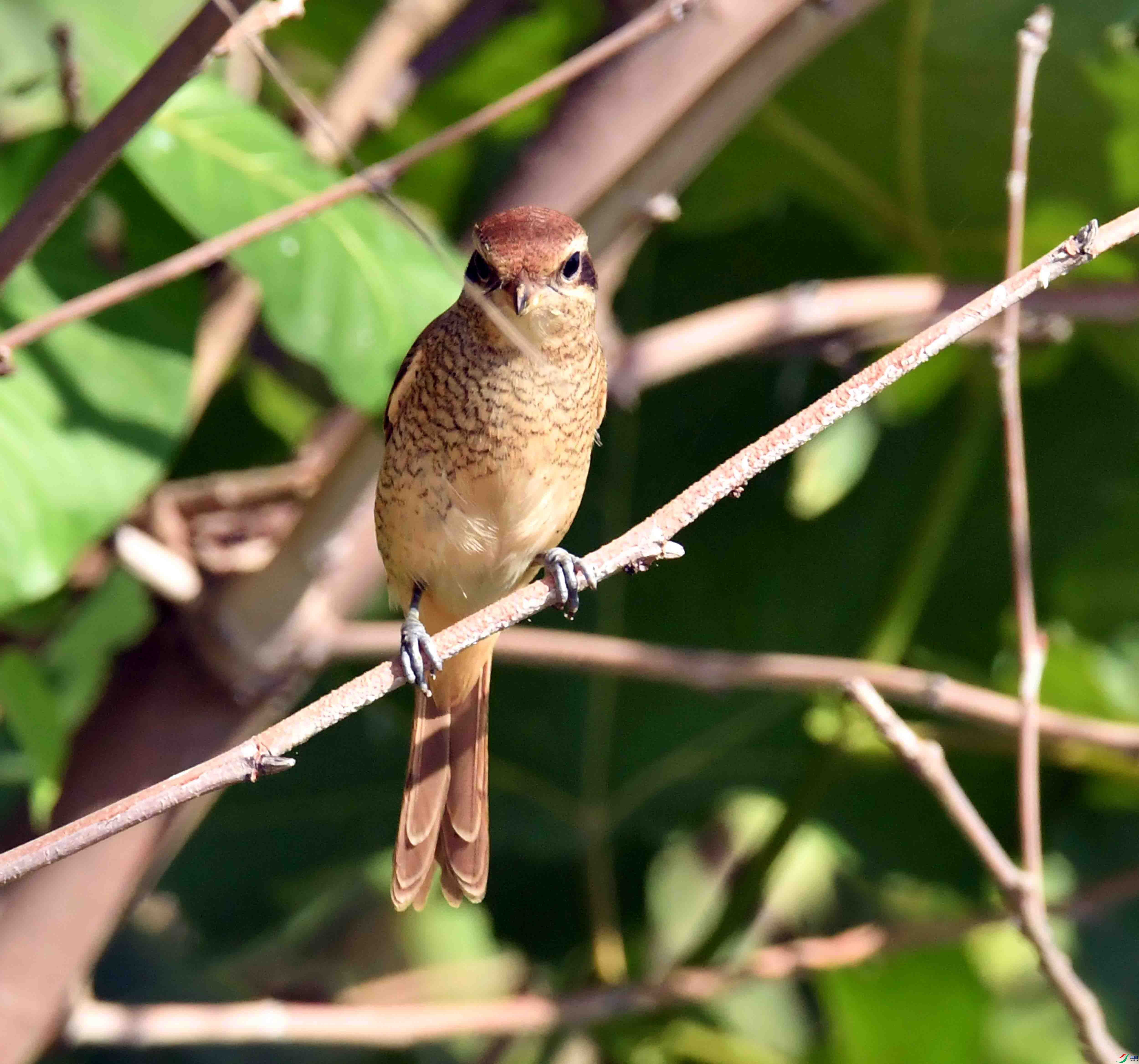 DSC_7960.JPG