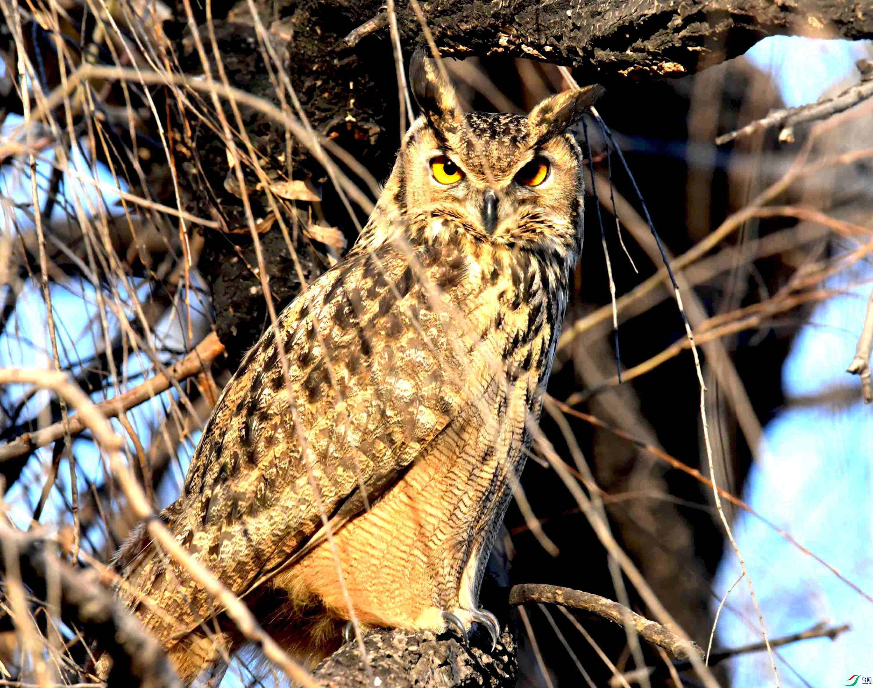 DSC_6715.JPG