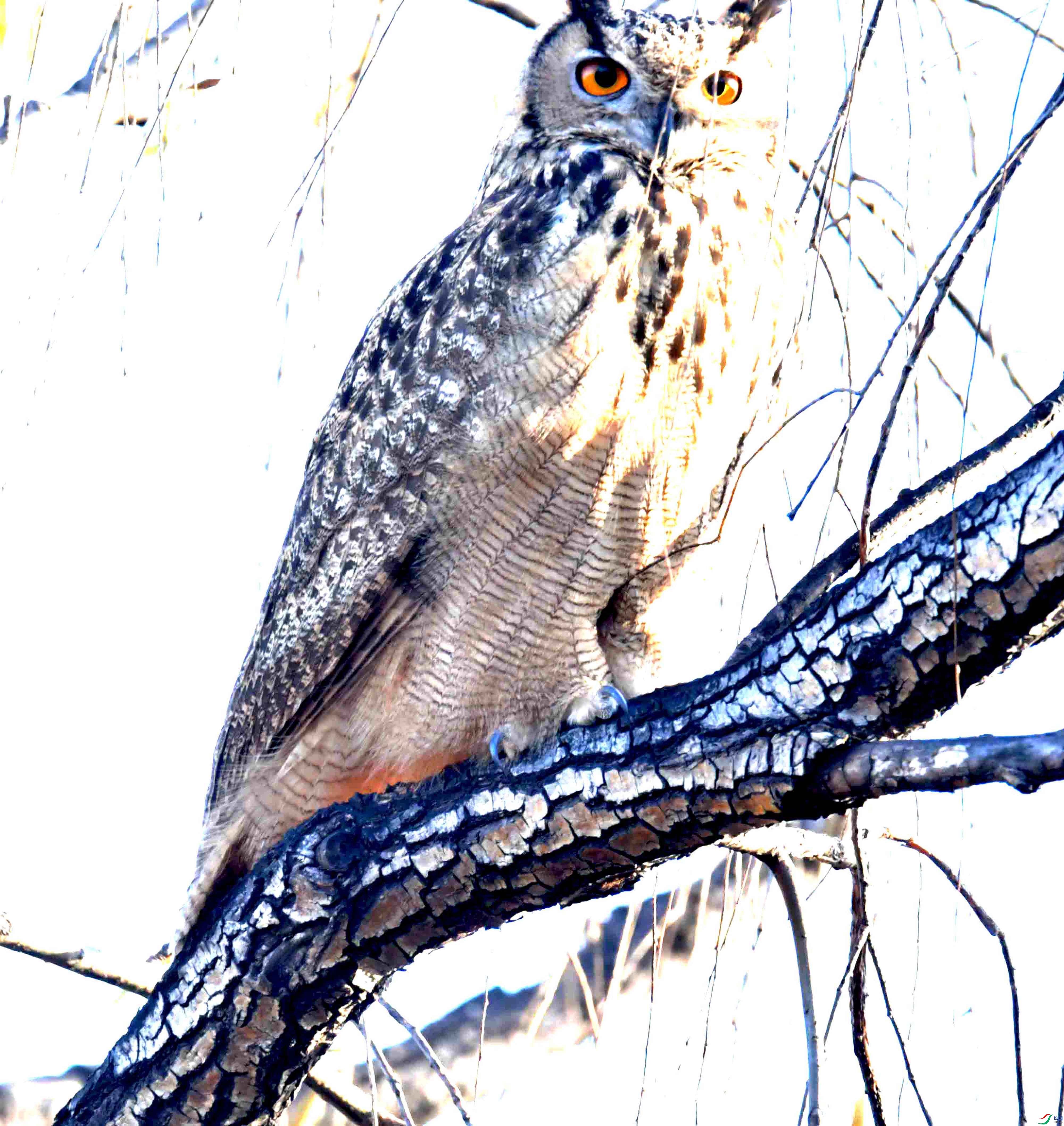 DSC_6805.JPG