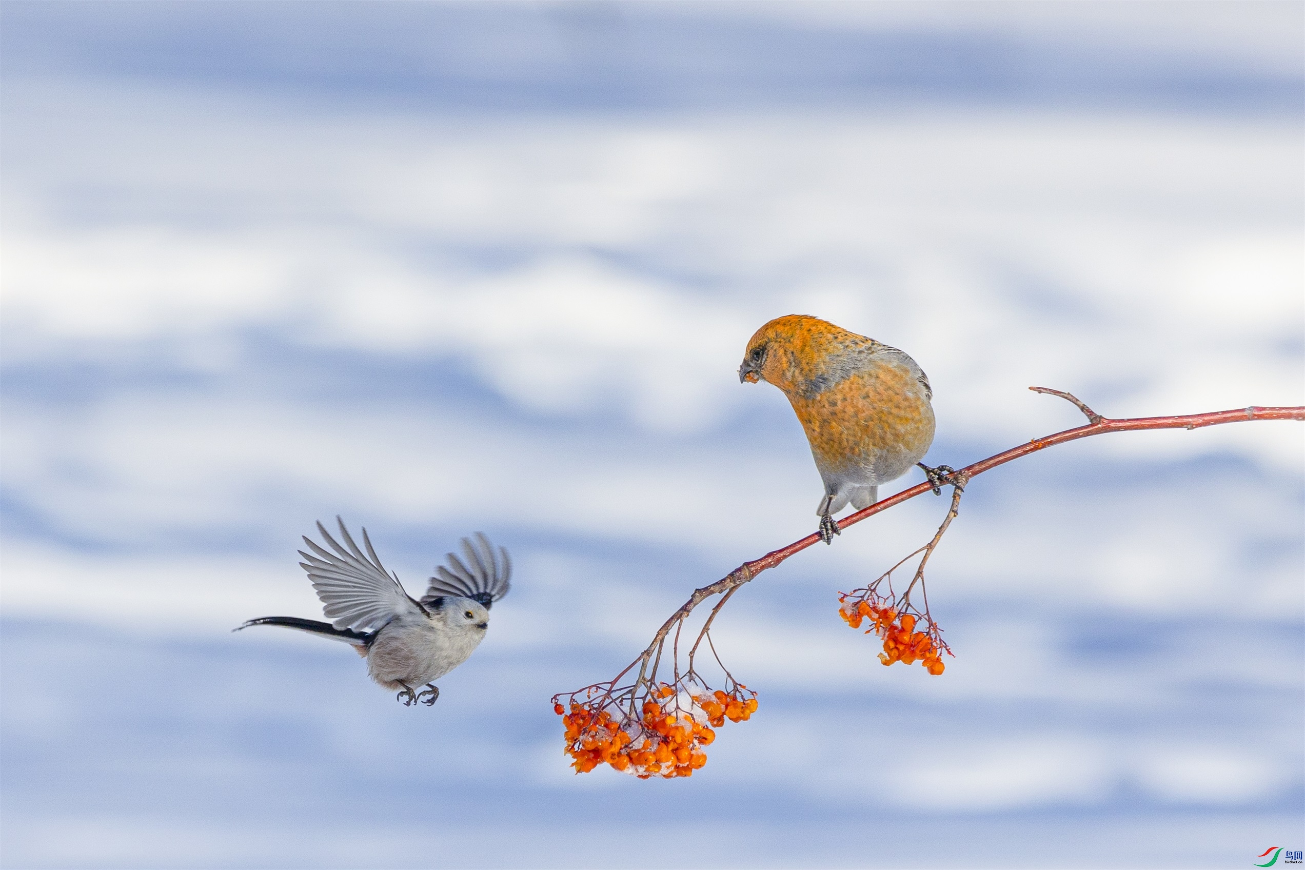 1K3A0171 ����1.jpg