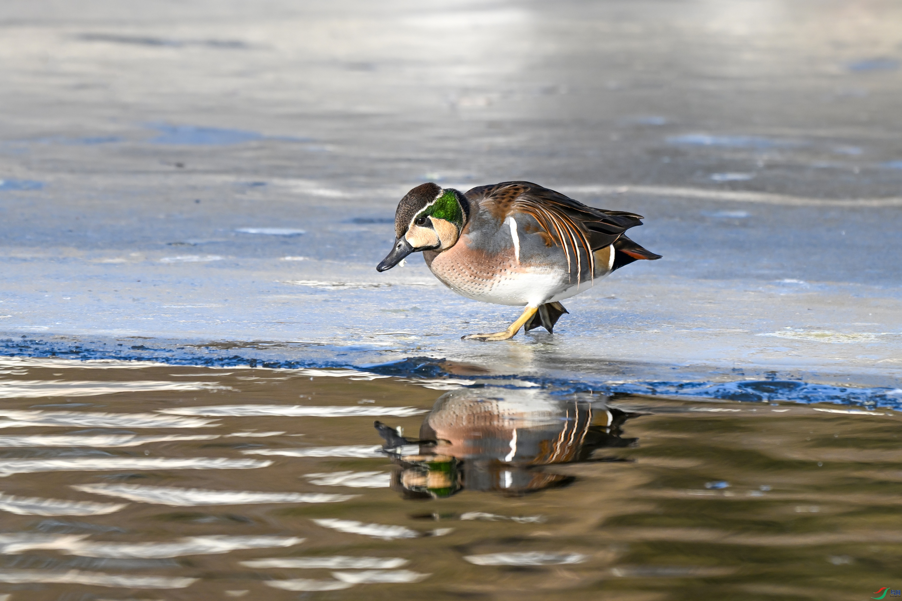DSC_7050.JPG