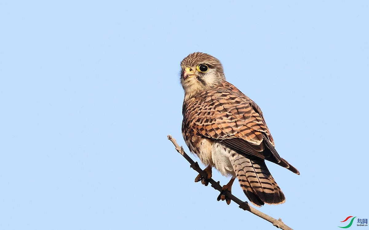 1P3A1908 - ����.JPG