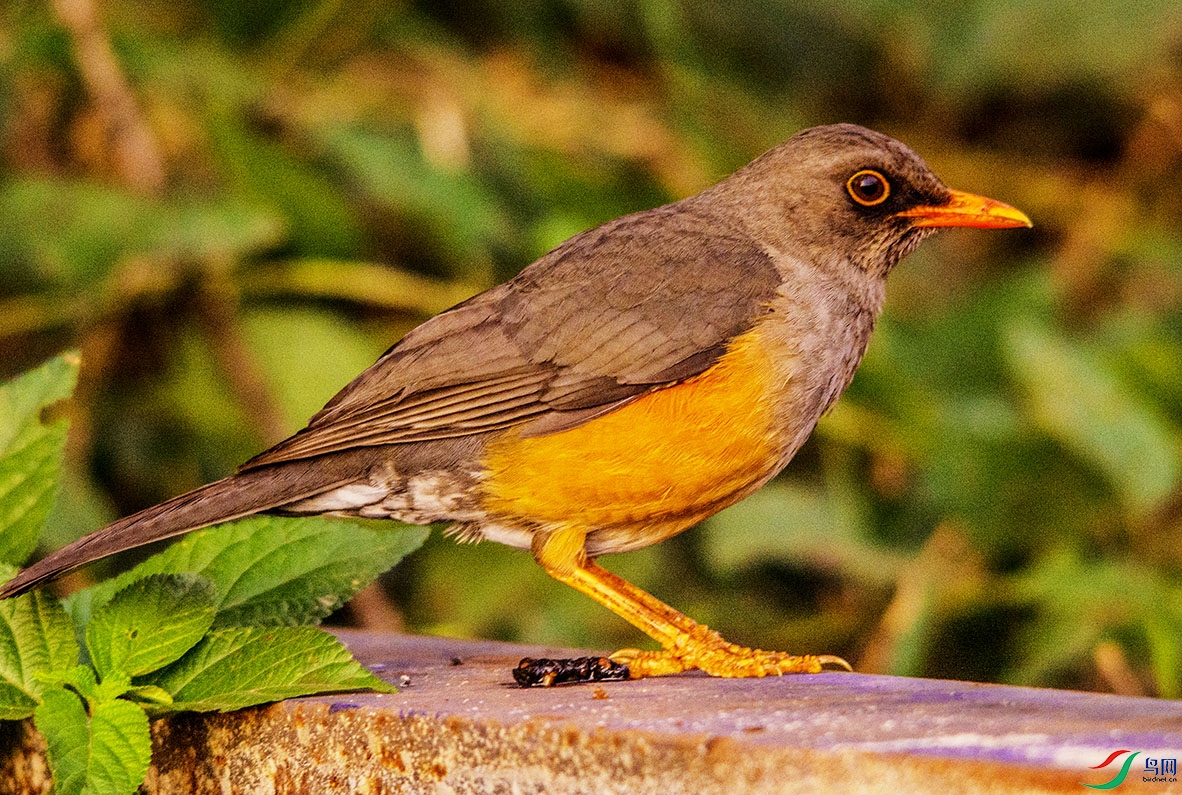 DSC_0987.jpg