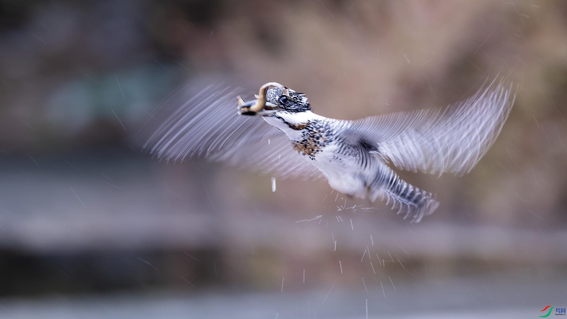 DSC_4648 ����.jpg