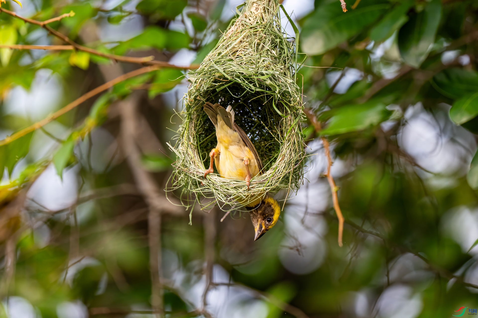 DSC_1771-topaz-denoise-sharpen.jpg