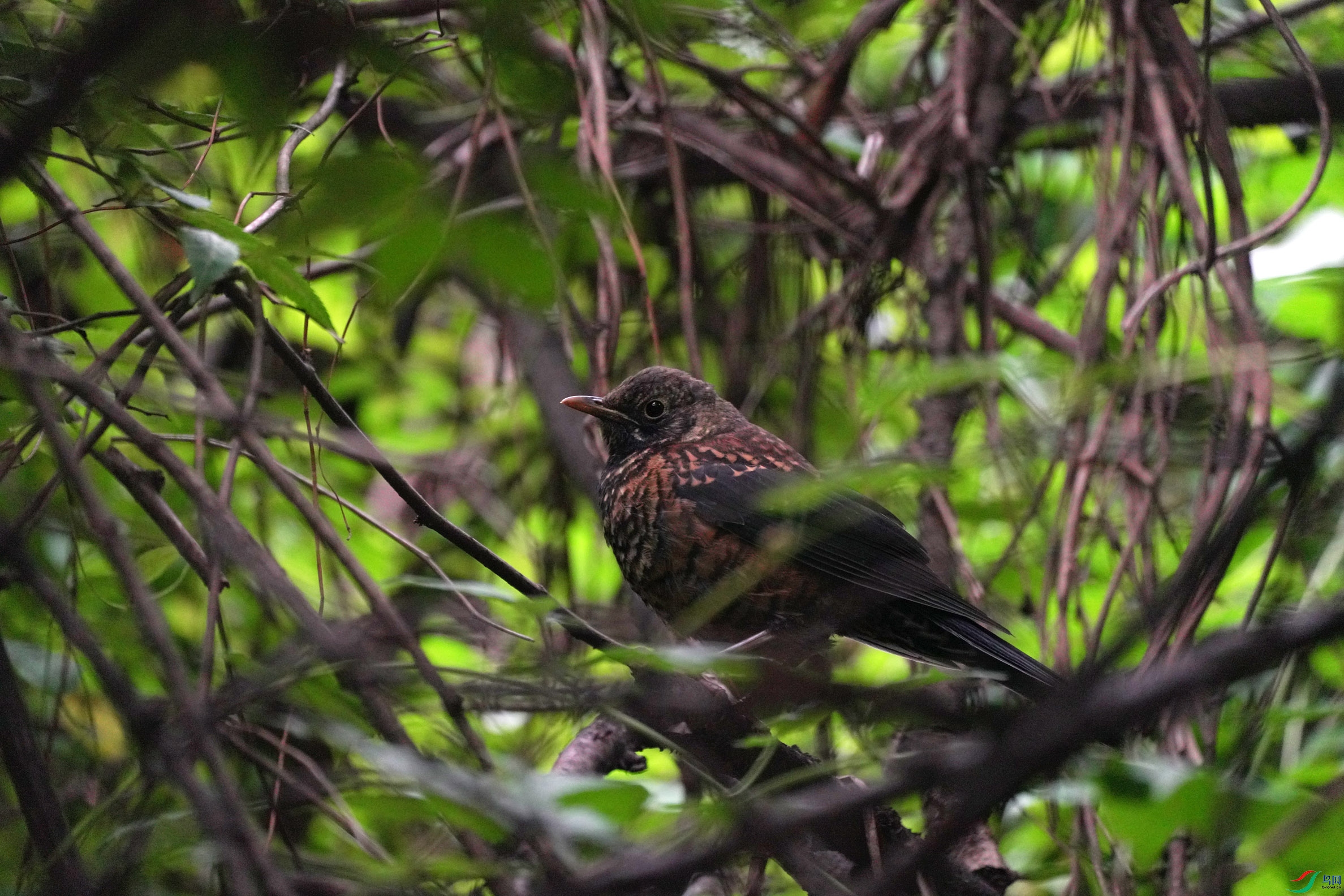 DSC09519-1.jpg