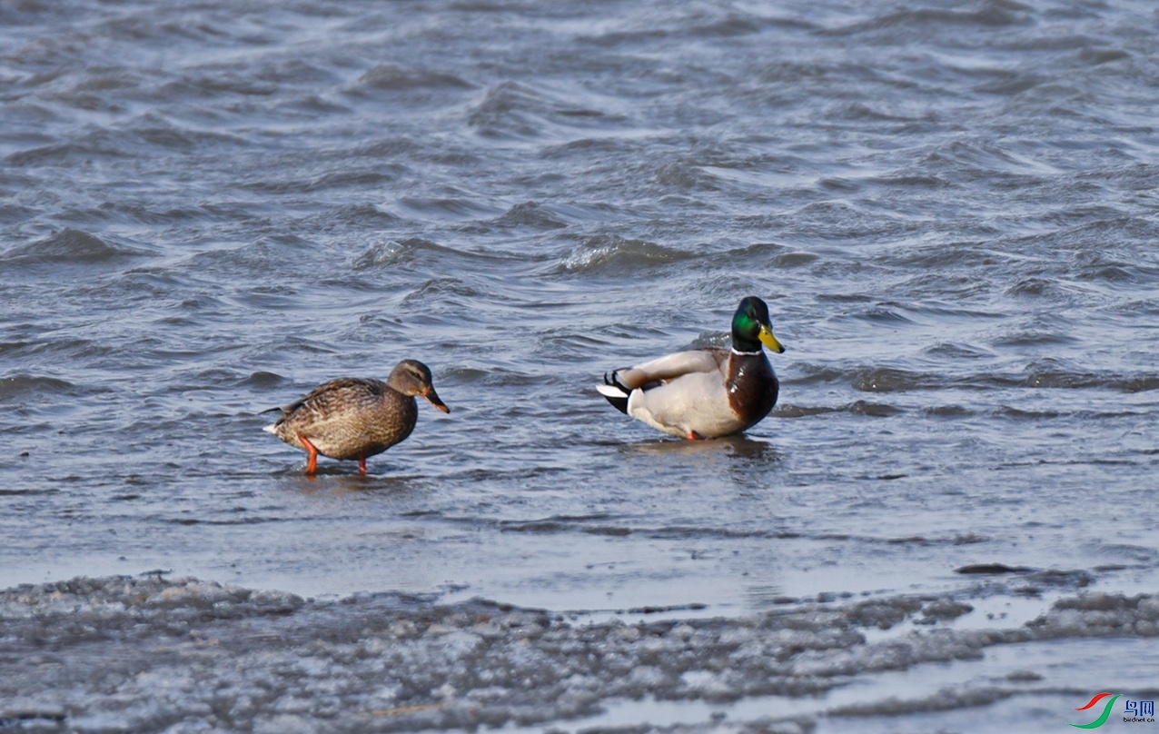 DSC_8533f_��ͼ��.jpg