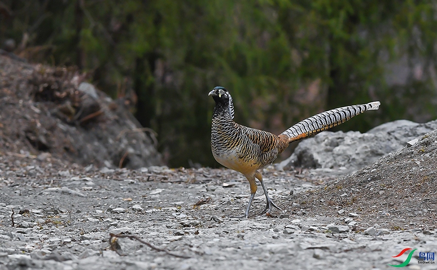 DSC_9939 - ����.jpg