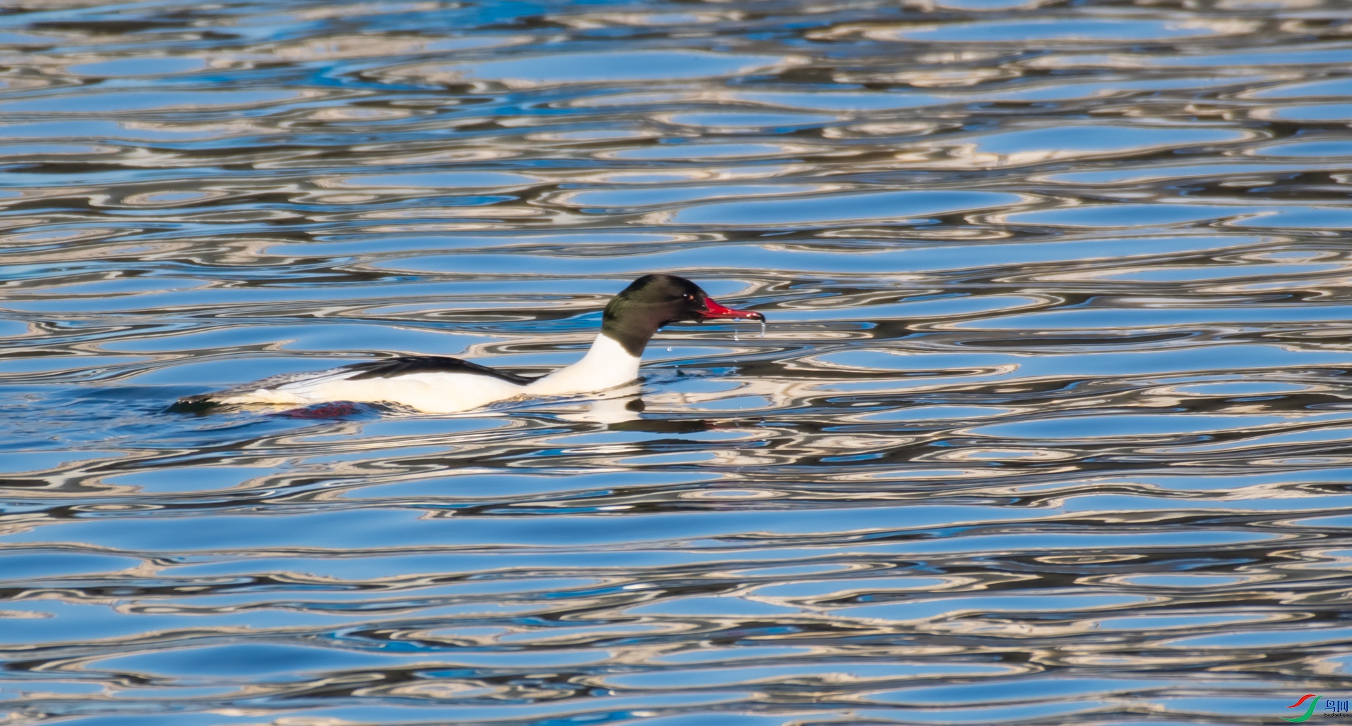DSC_9199.jpg