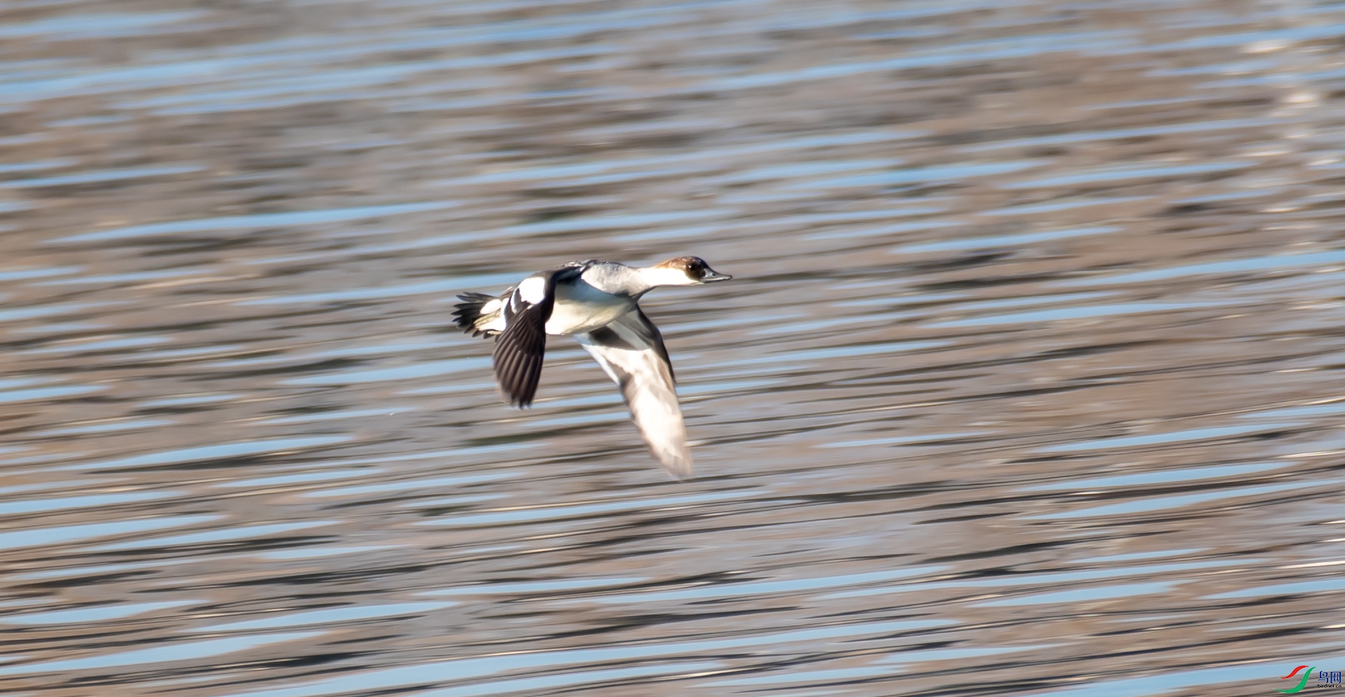 DSC_9563.jpg
