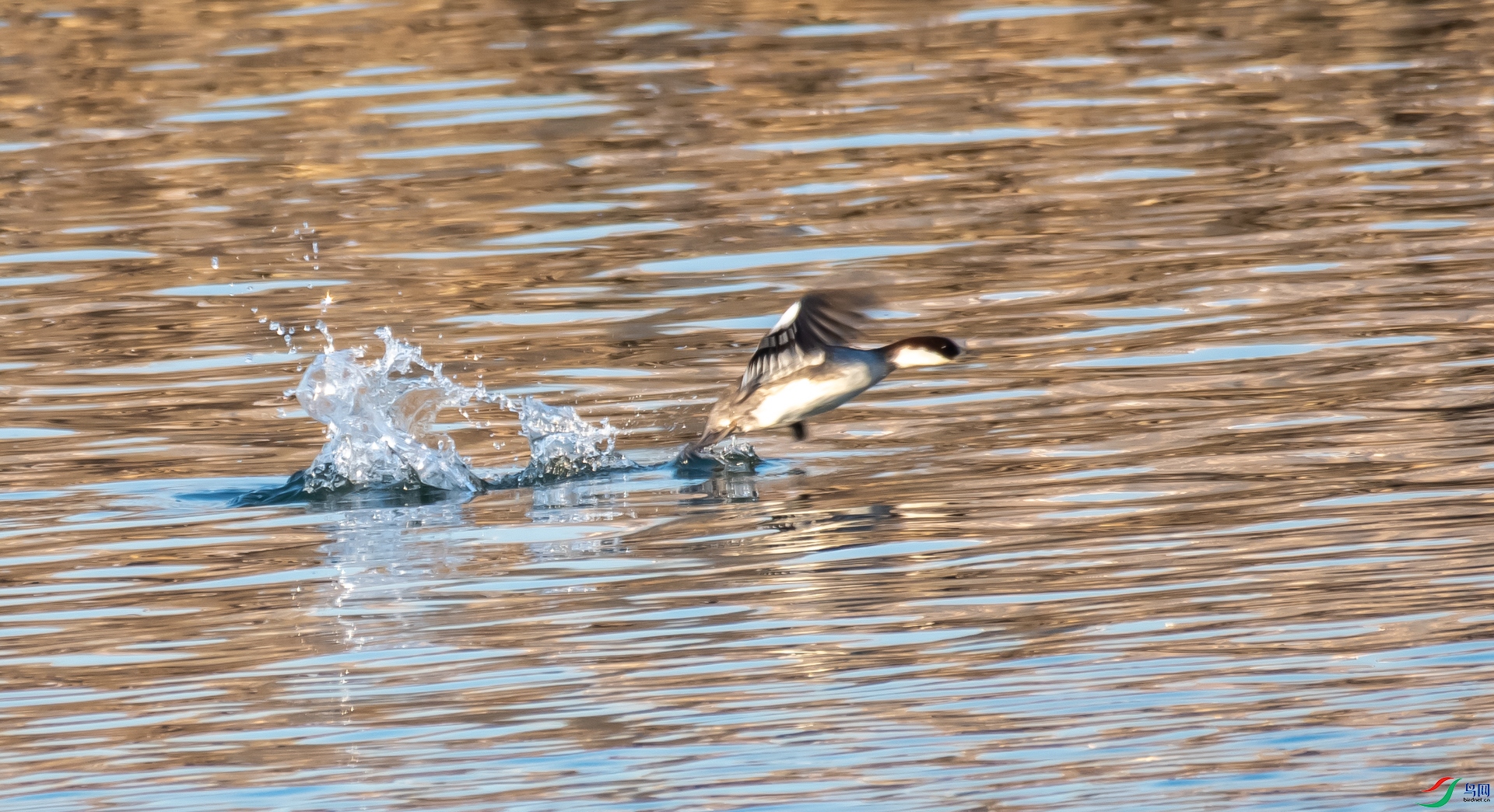 DSC_9041.jpg
