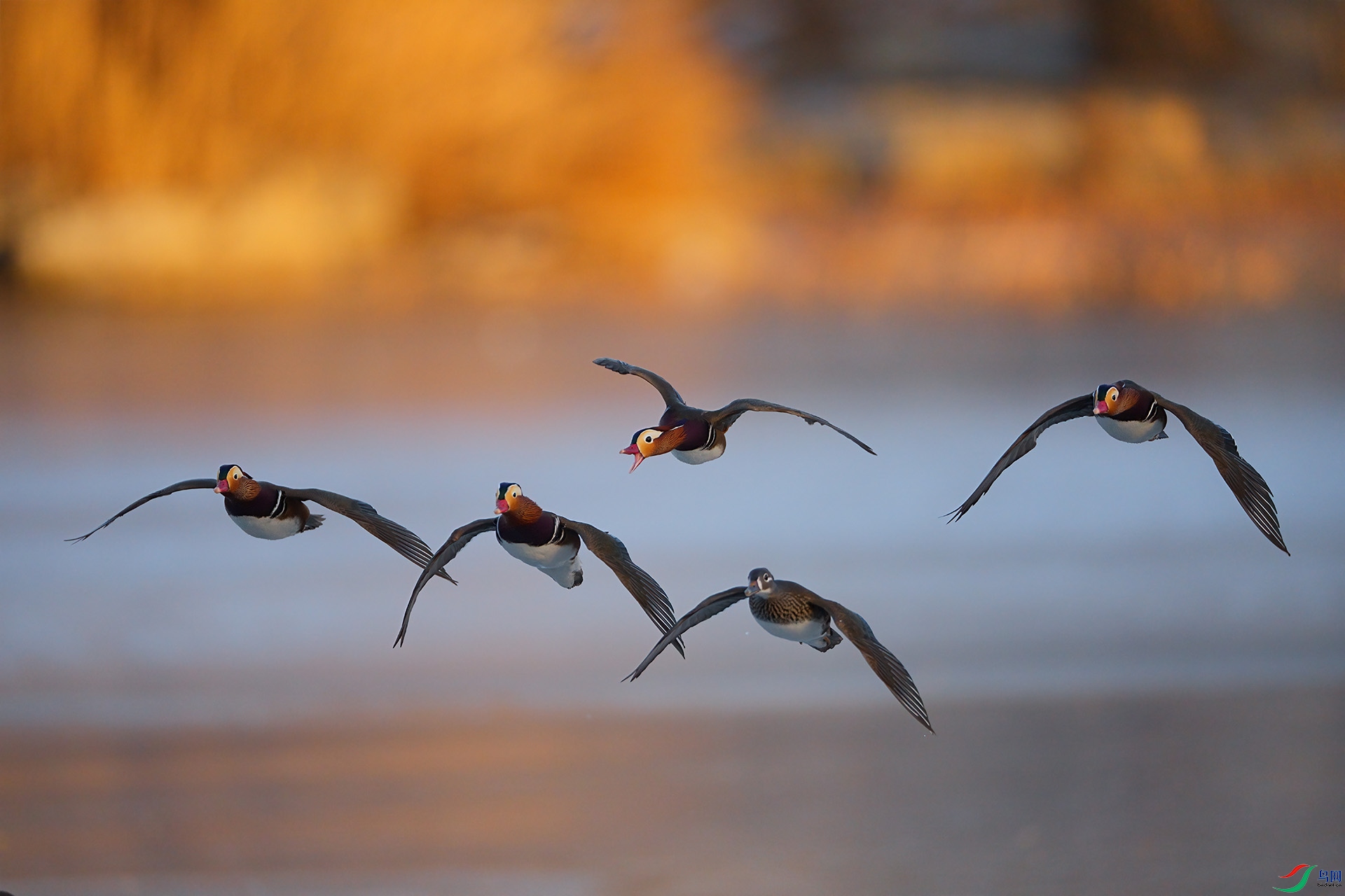 DSC08865-DeNoiseAI-clear ����.jpg