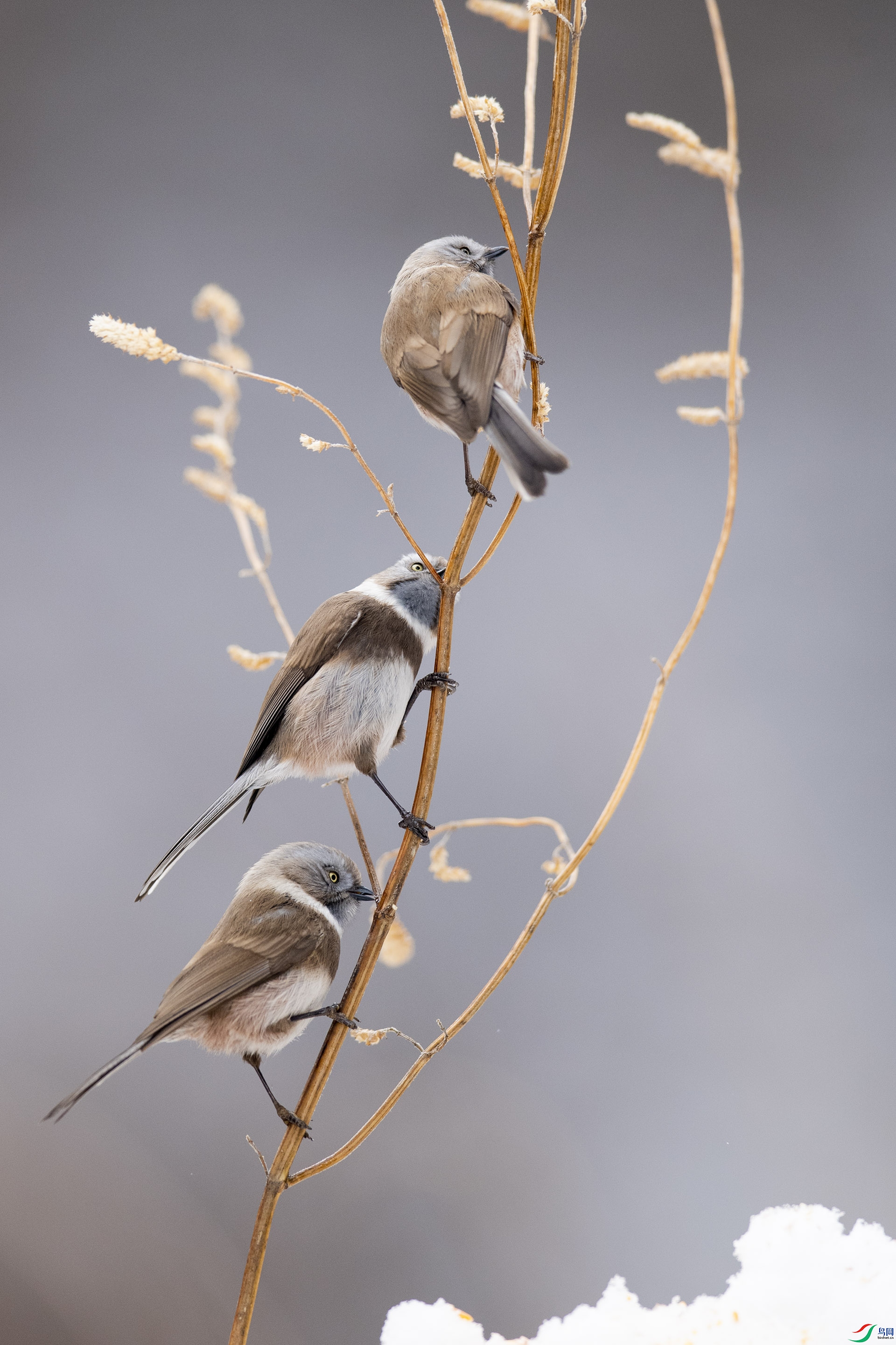 WLZ_3730 ������βɽȸ.jpg