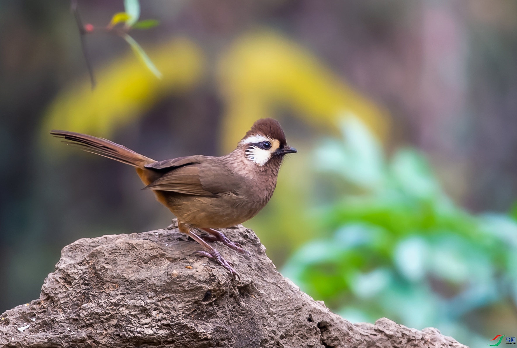 DSC_7427-1.jpg