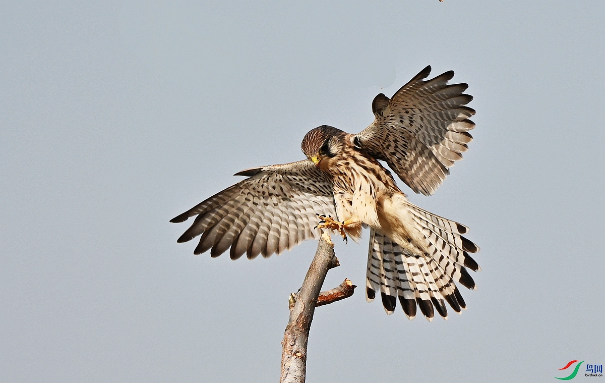 DSC_4296 - ����_����.jpg