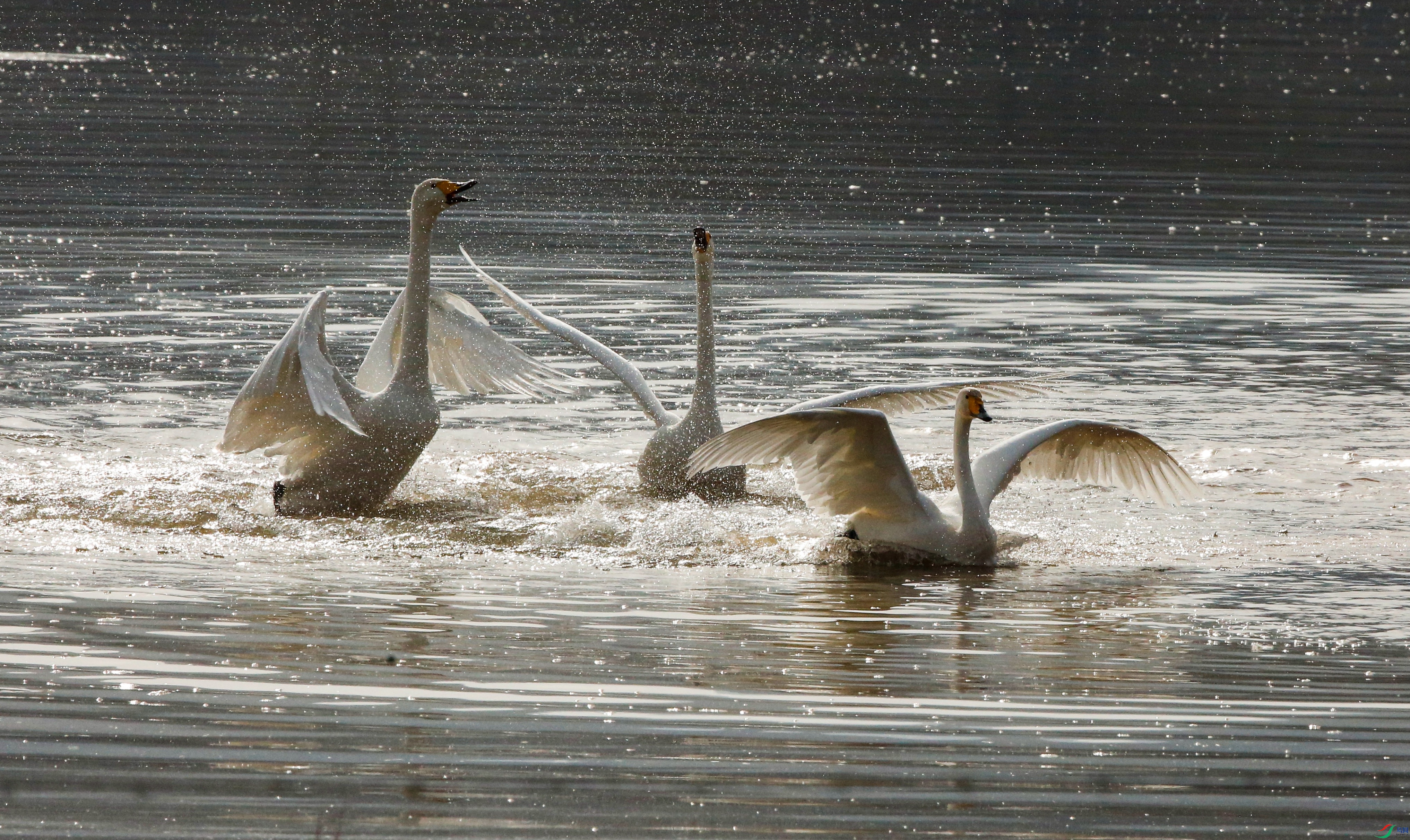 _39A9878 - ����.JPG