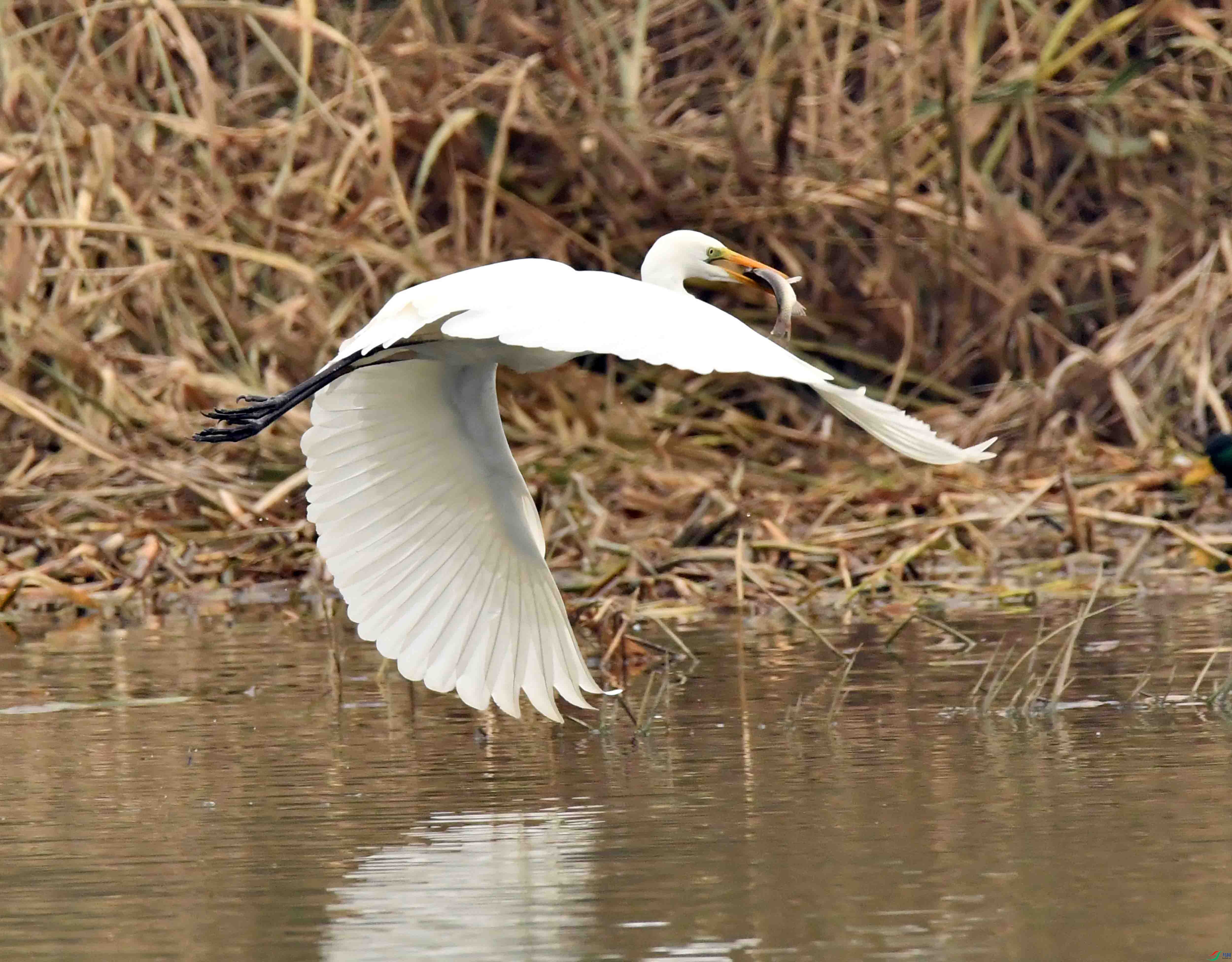 DSC_1599.JPG