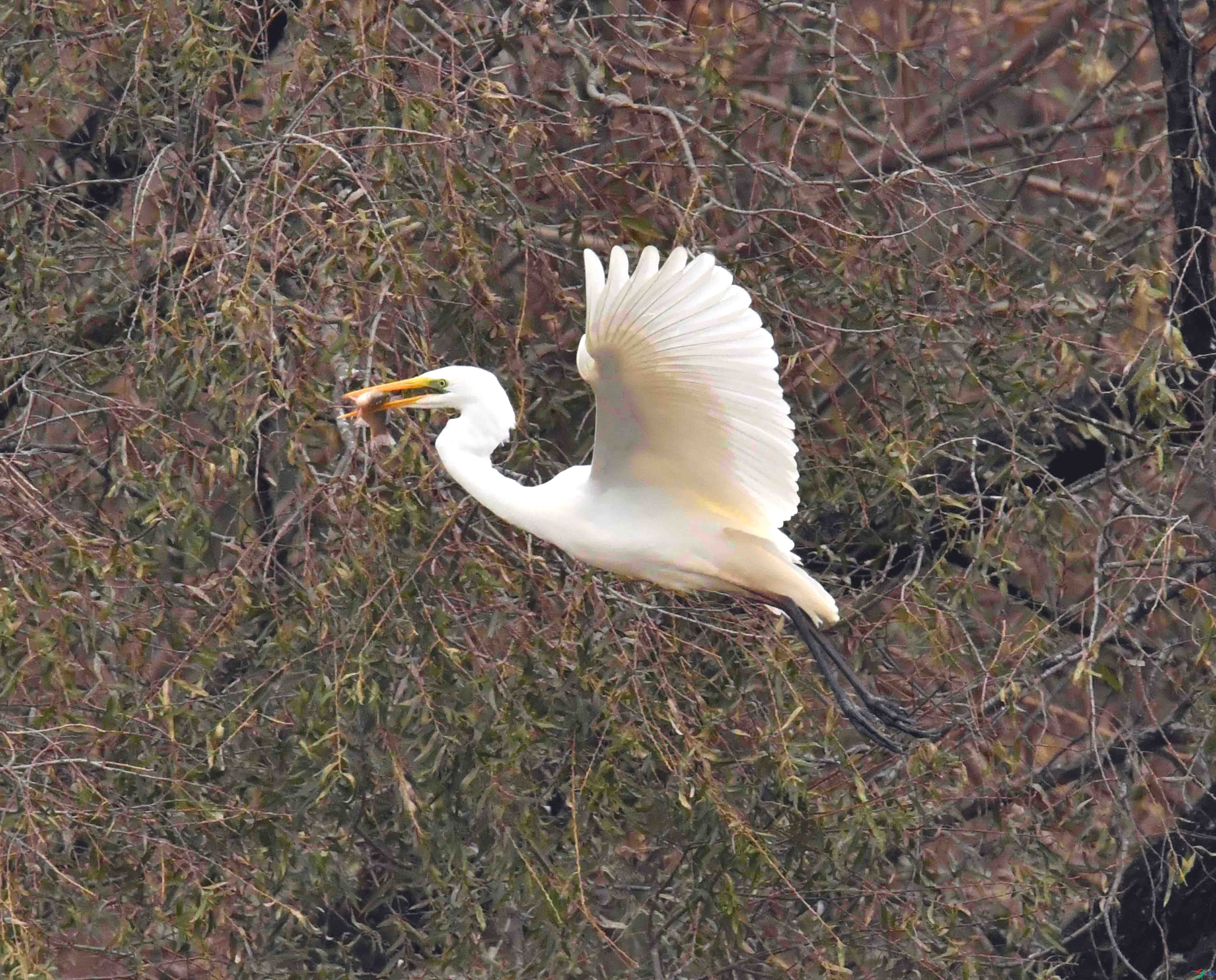 DSC_1604.JPG